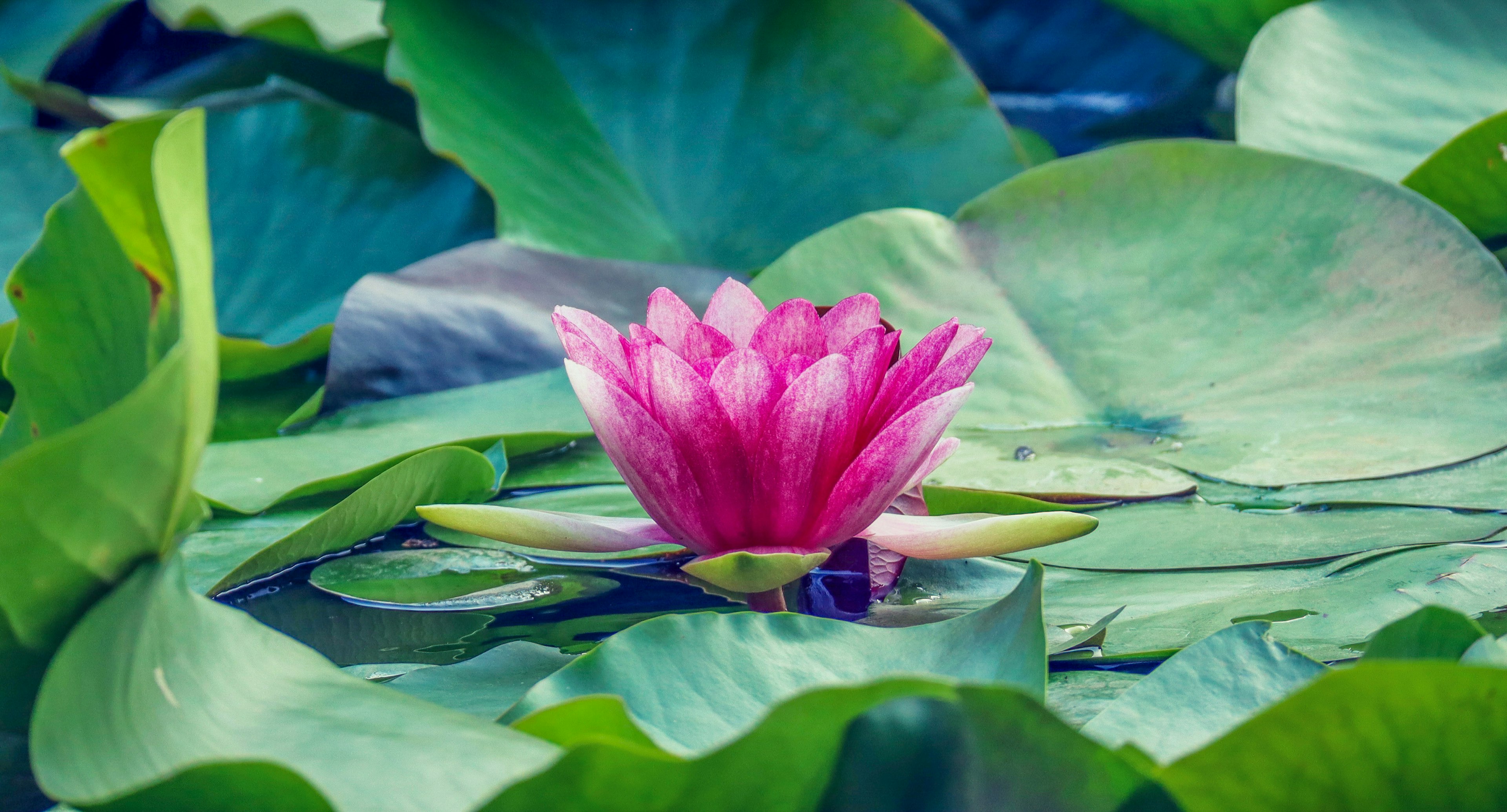 A beautiful pink water lily floating atop green leaves