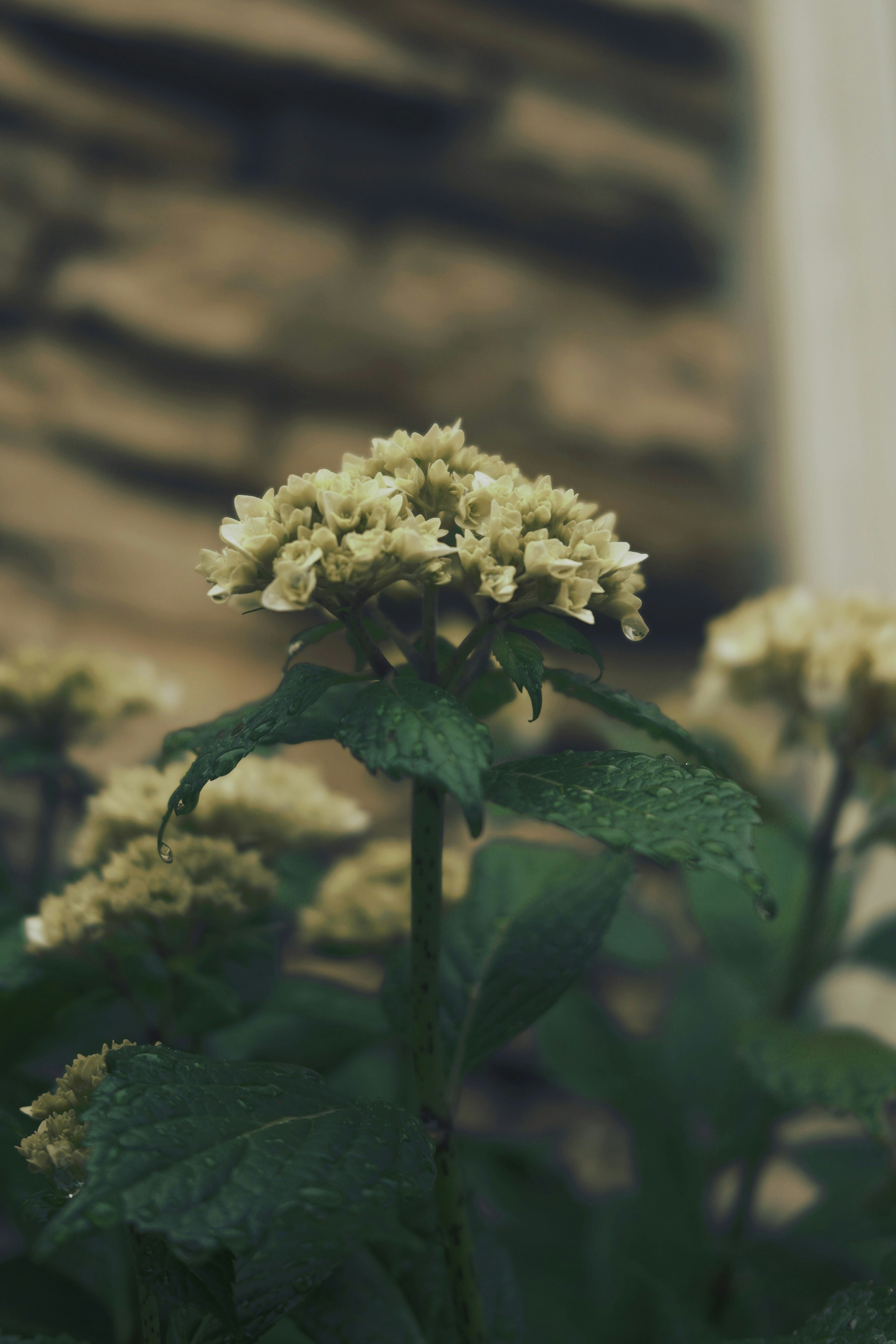 暗い背景に咲く淡い黄色の花と緑の葉