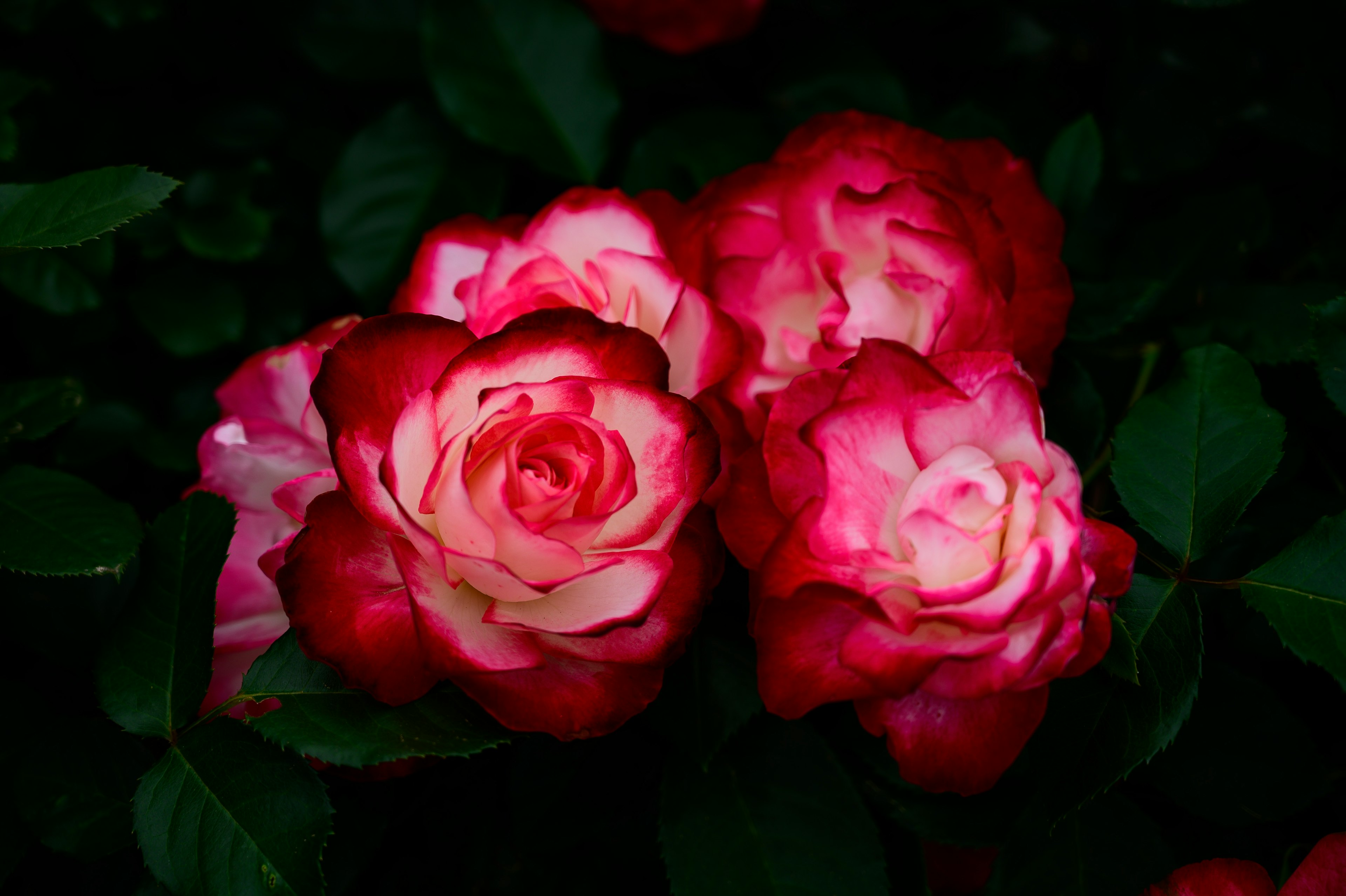 赤と白のバラの花が集まっている