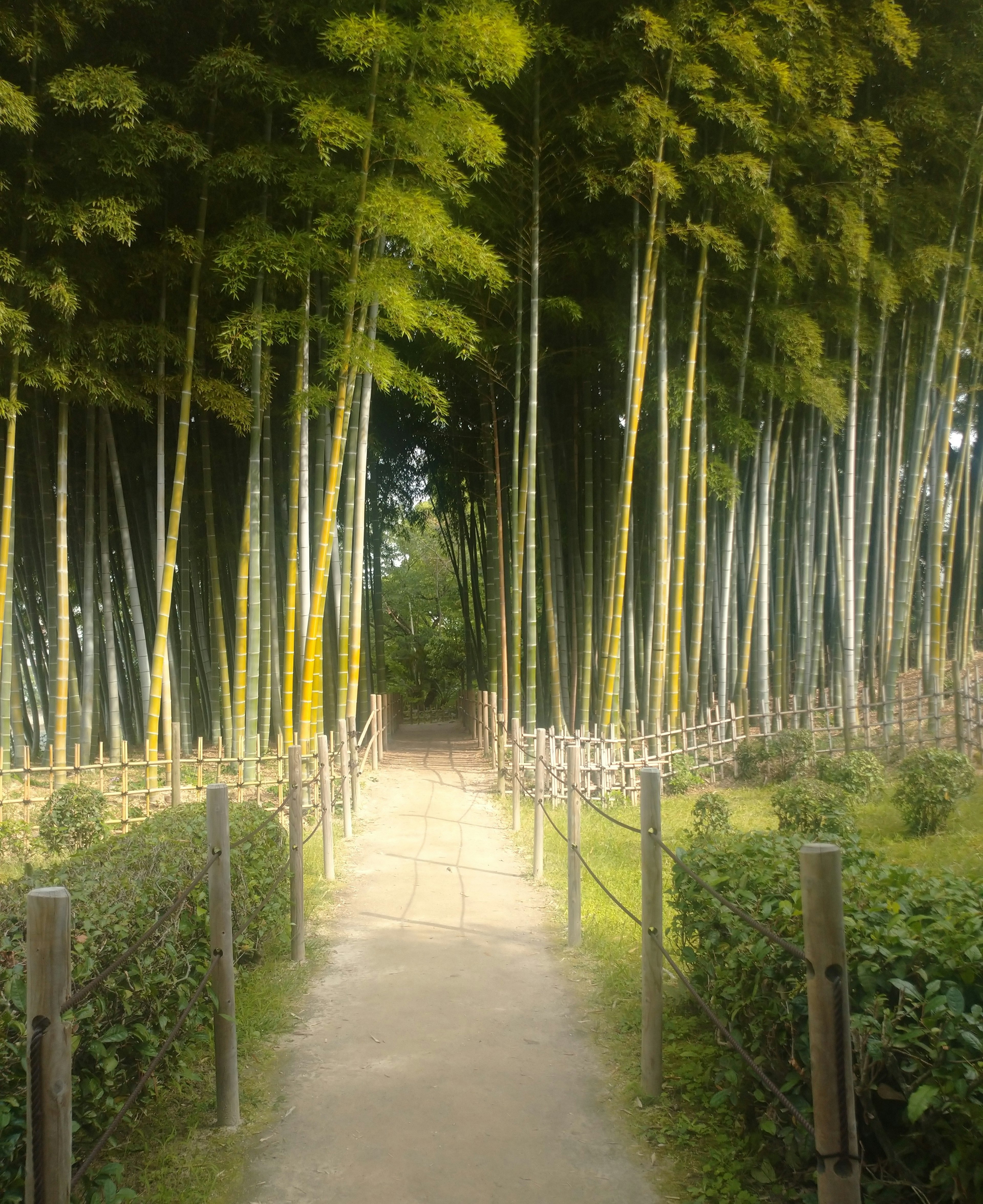 Pathway through a lush bamboo grove with tall green stalks