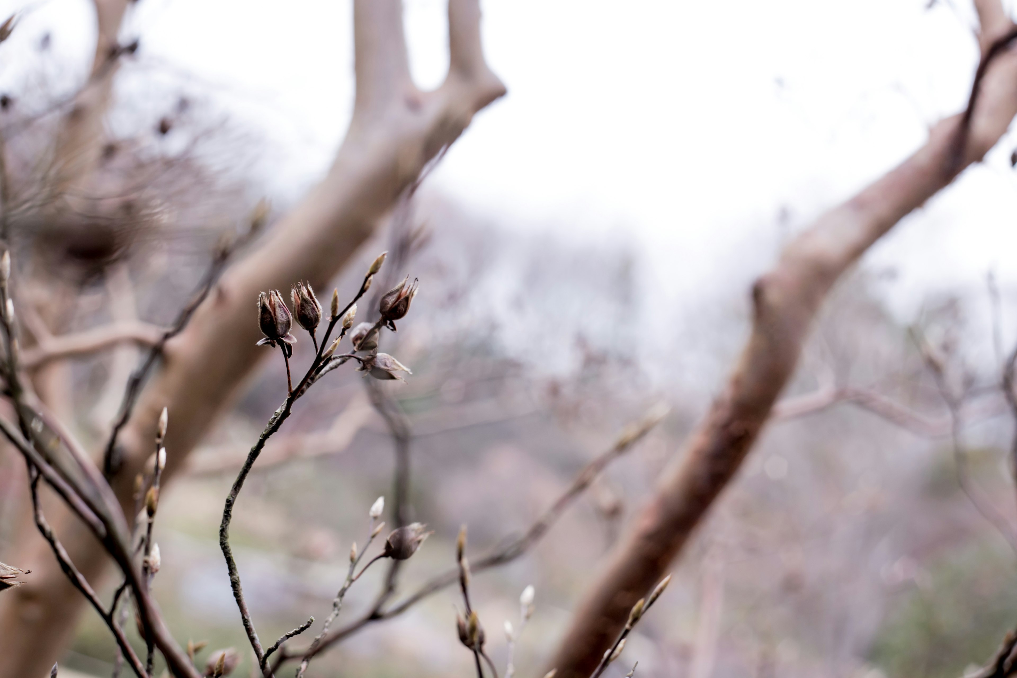 Photo of branches and buds of a tree with a blurred background