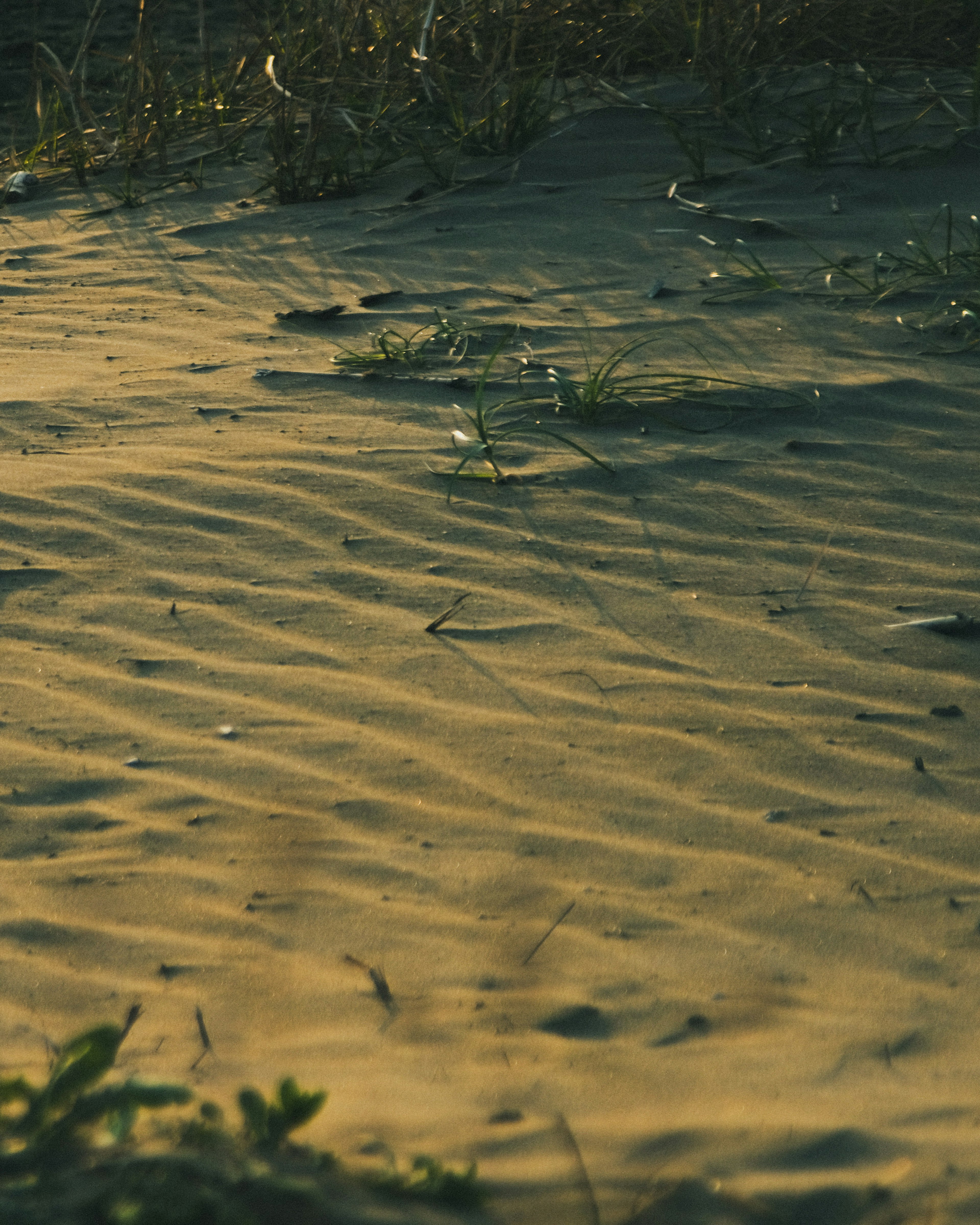 Textured sand with patches of grass