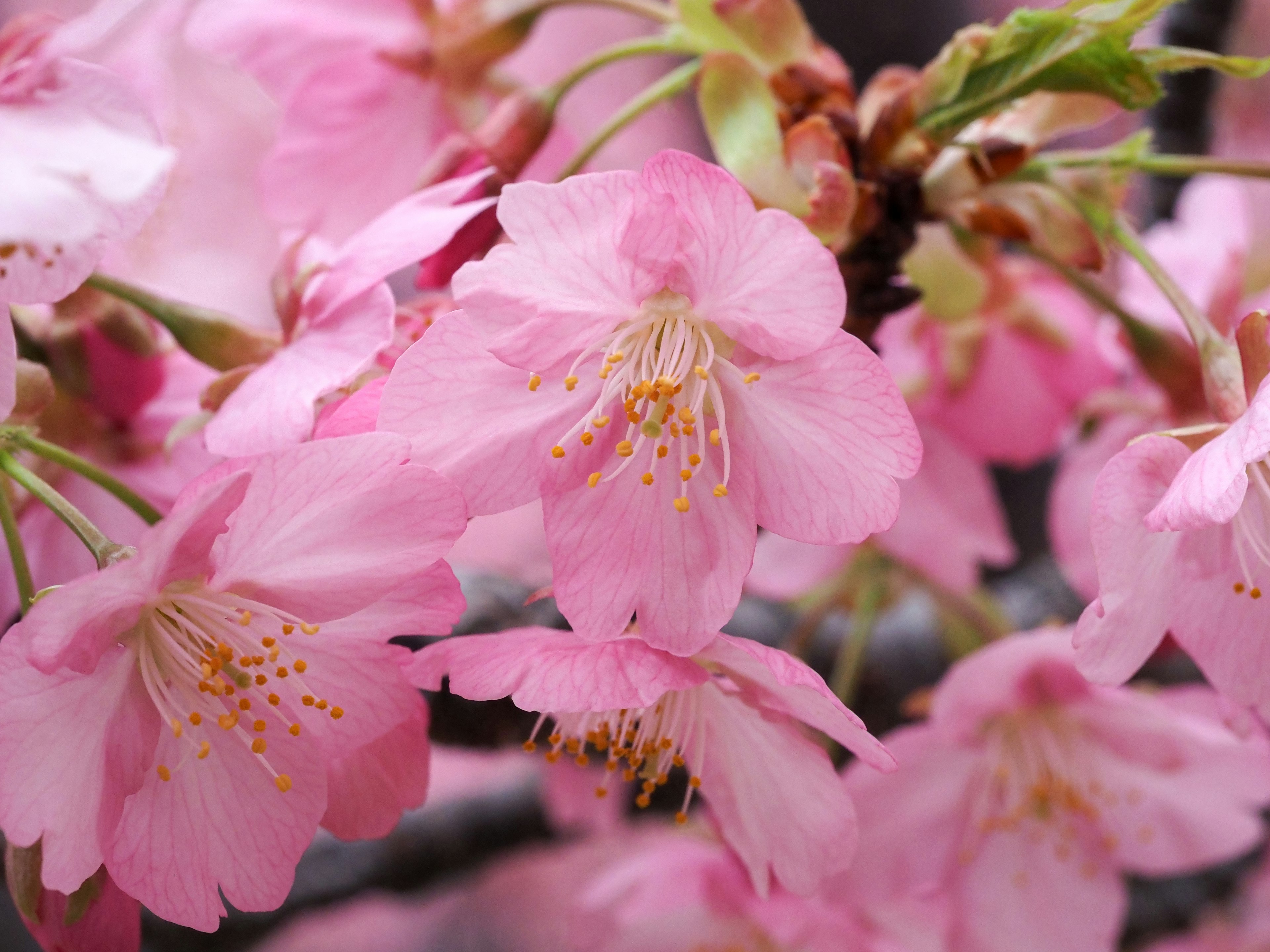 Nahaufnahme von wunderschönen rosa Kirschblüten in voller Blüte