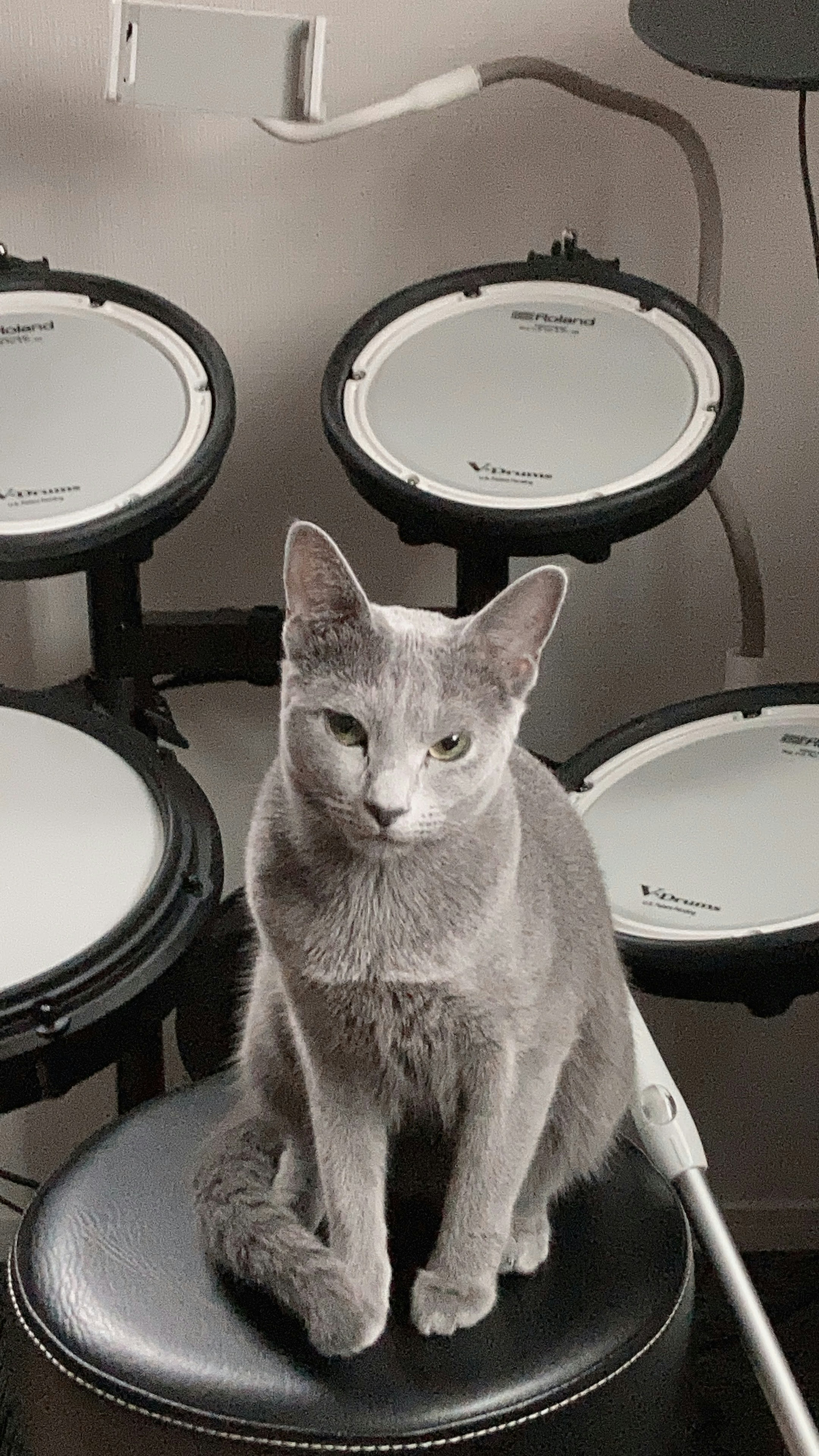 Gray cat sitting near a drum set