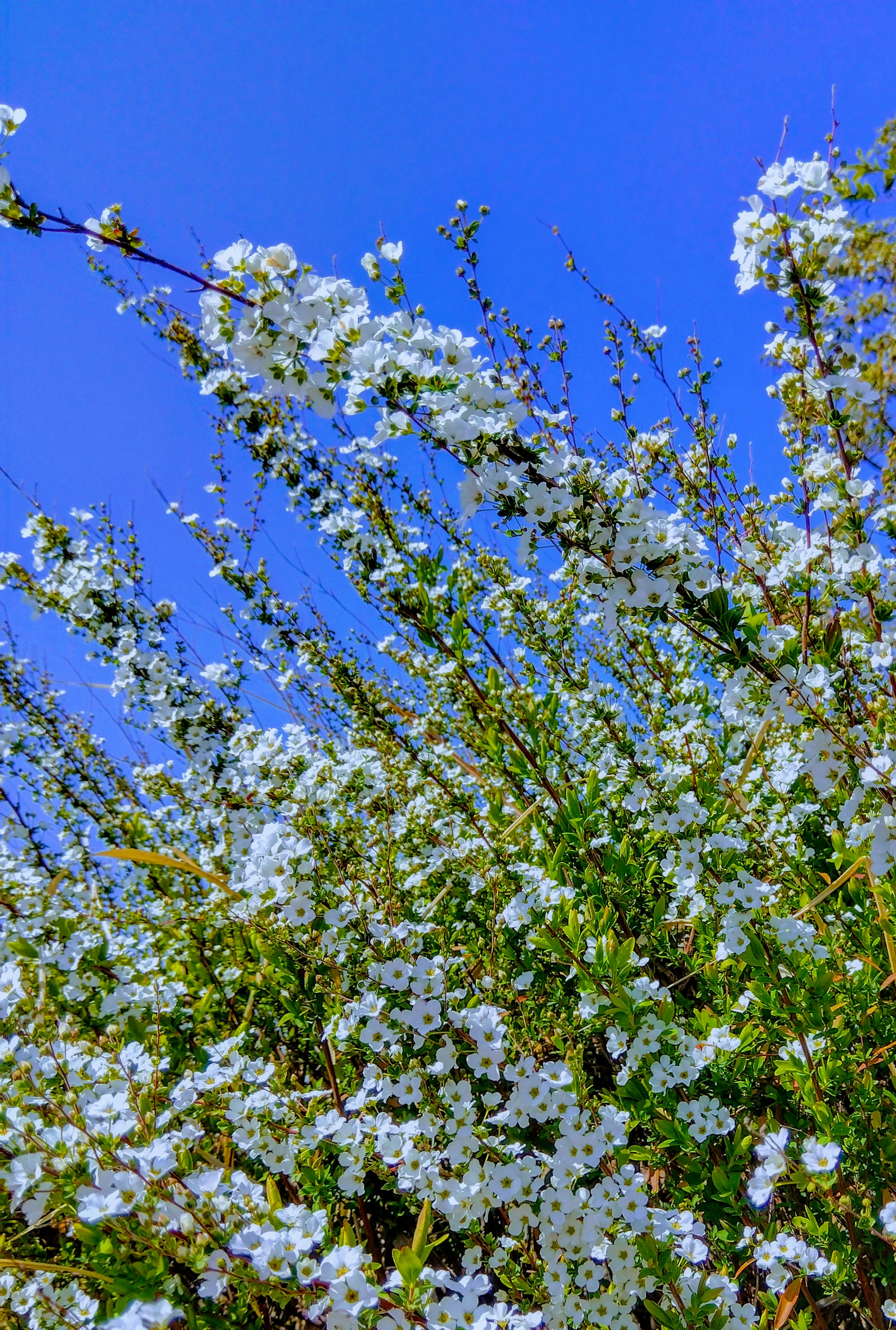 Ein blühender Baum mit weißen Blüten unter einem blauen Himmel