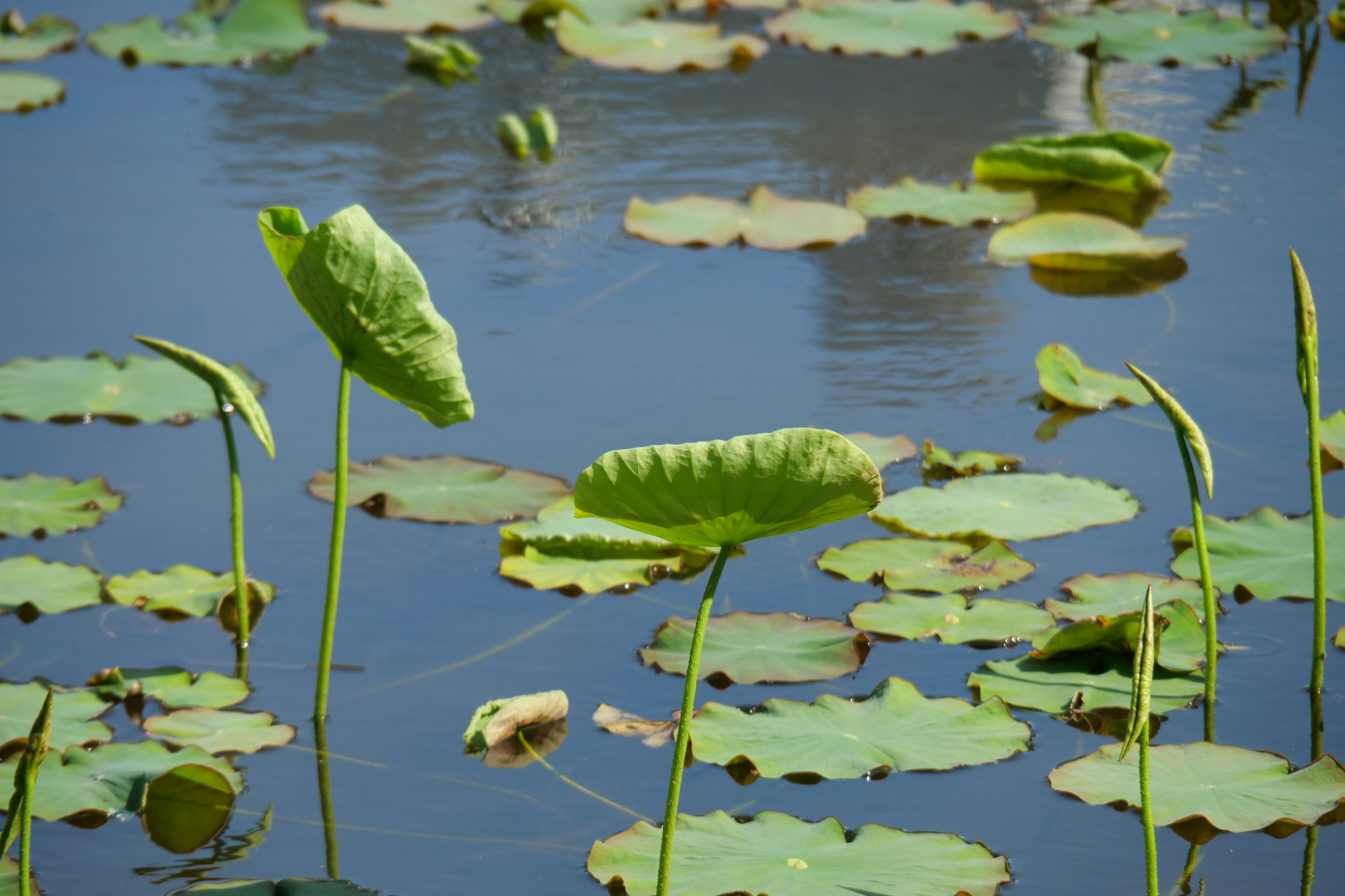 Hermosa escena de hojas de loto verdes y tallos flotando en la superficie del agua