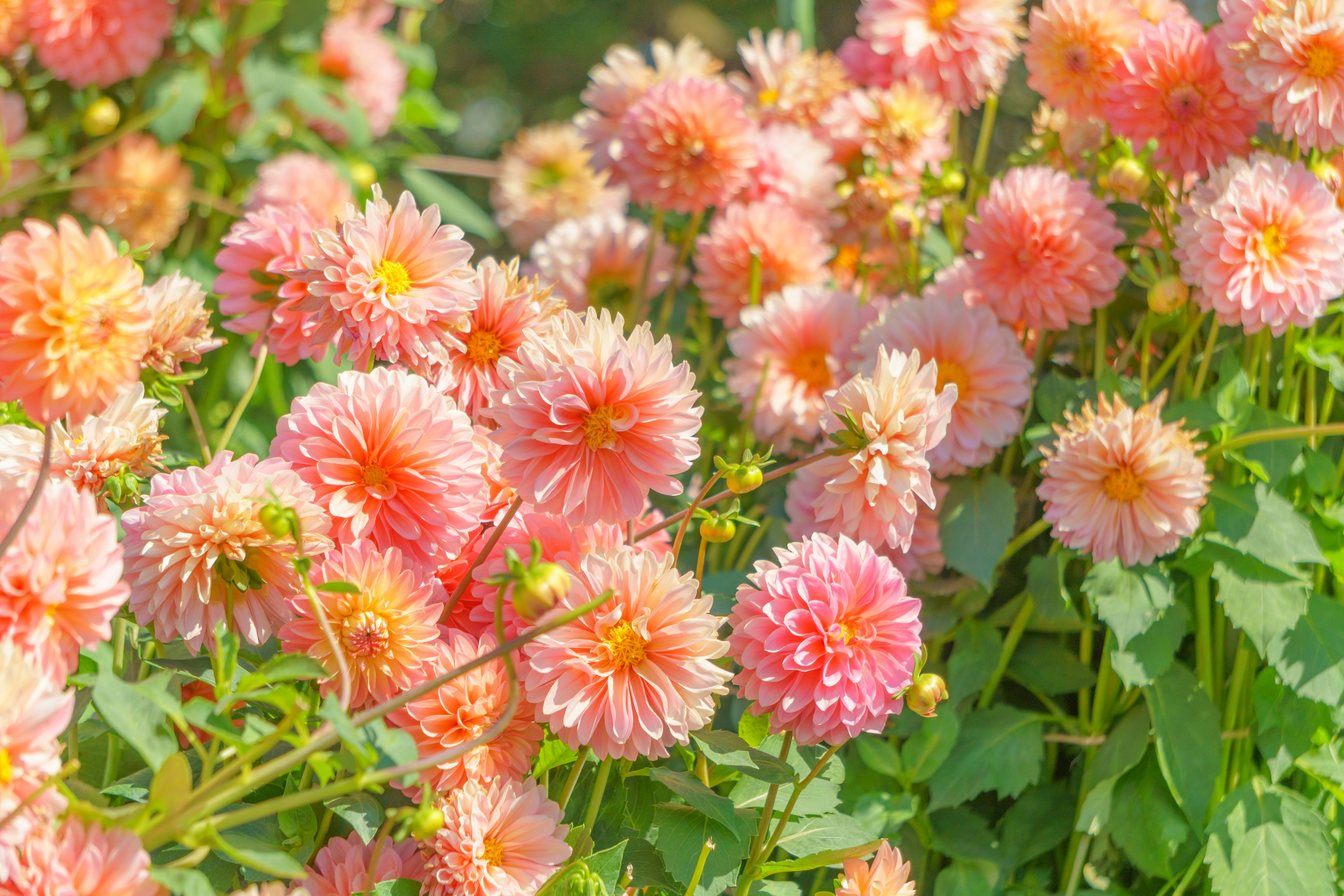 A garden scene with blooming pink dahlias