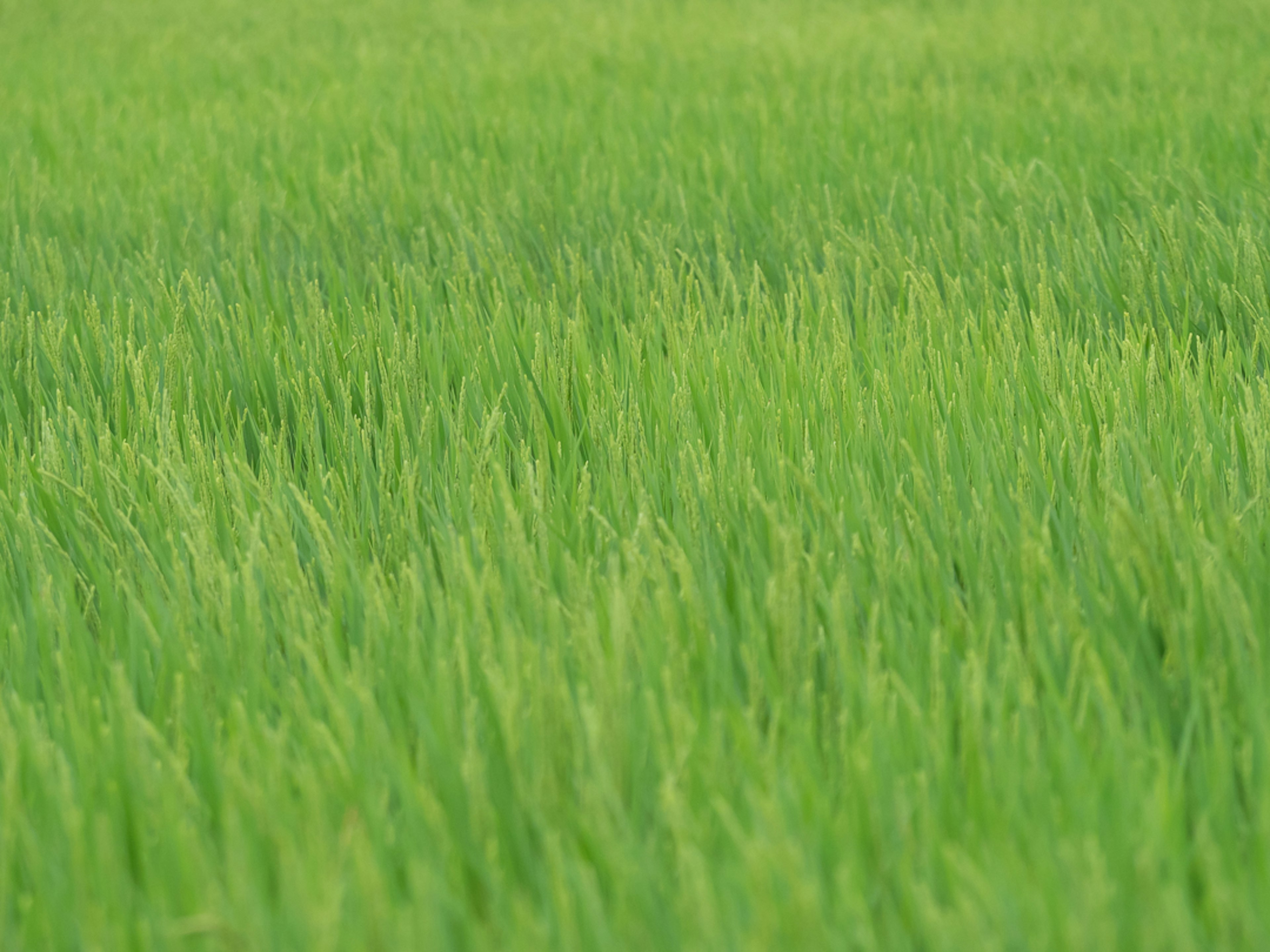 Vibrant green rice field with swaying grass