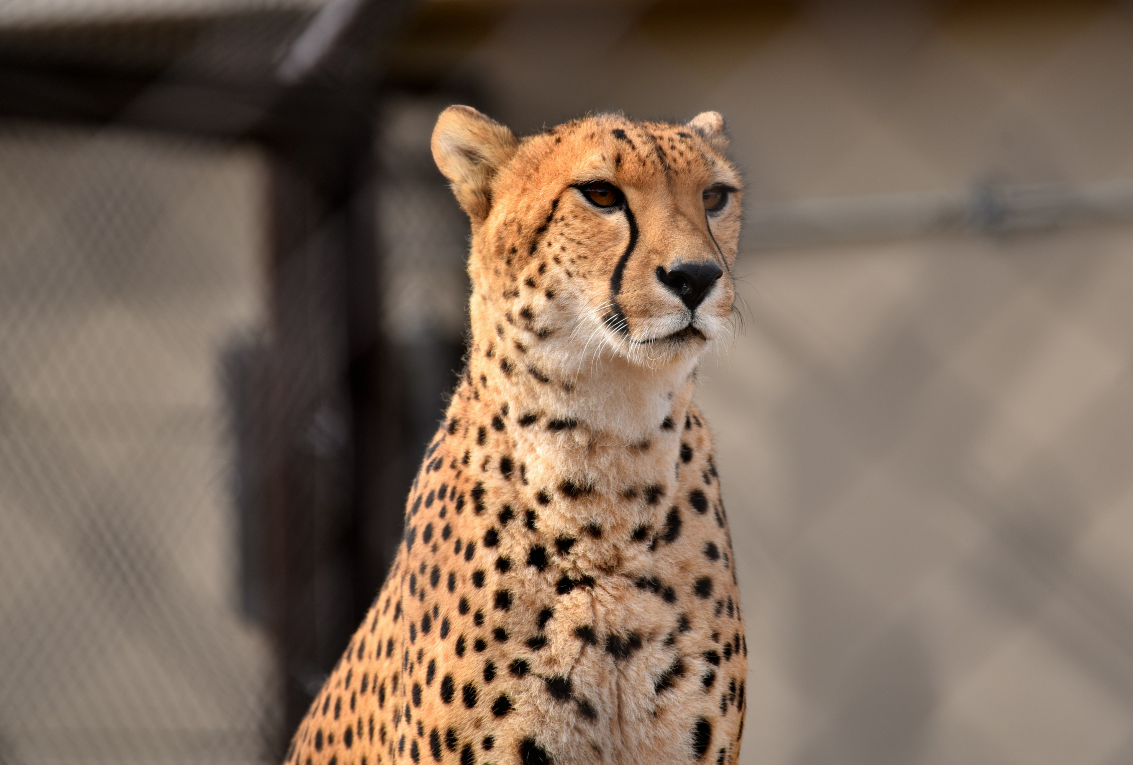 A beautiful cheetah gazing intently