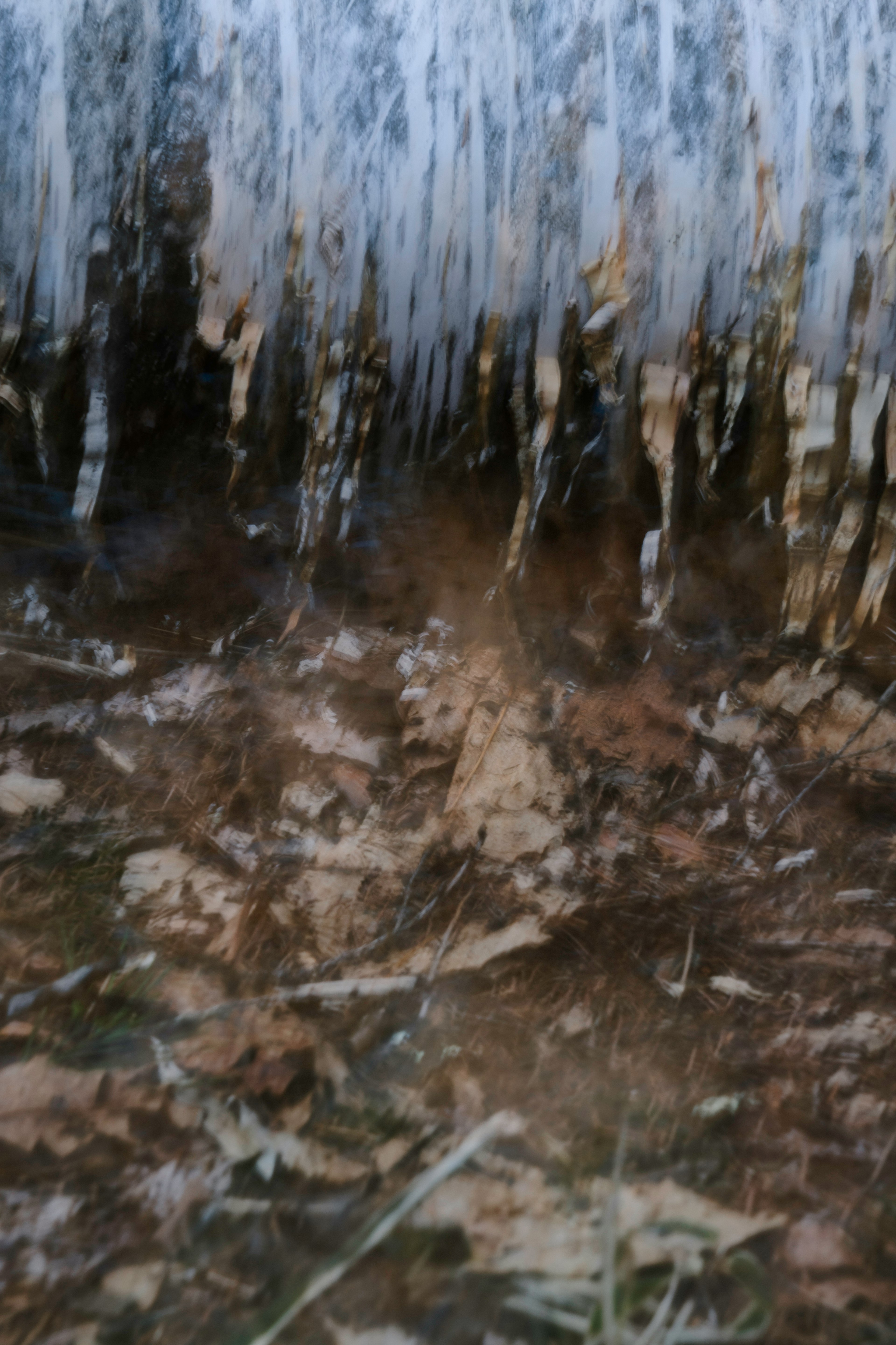 Paisaje de hojas secas y tierra bajo el hielo