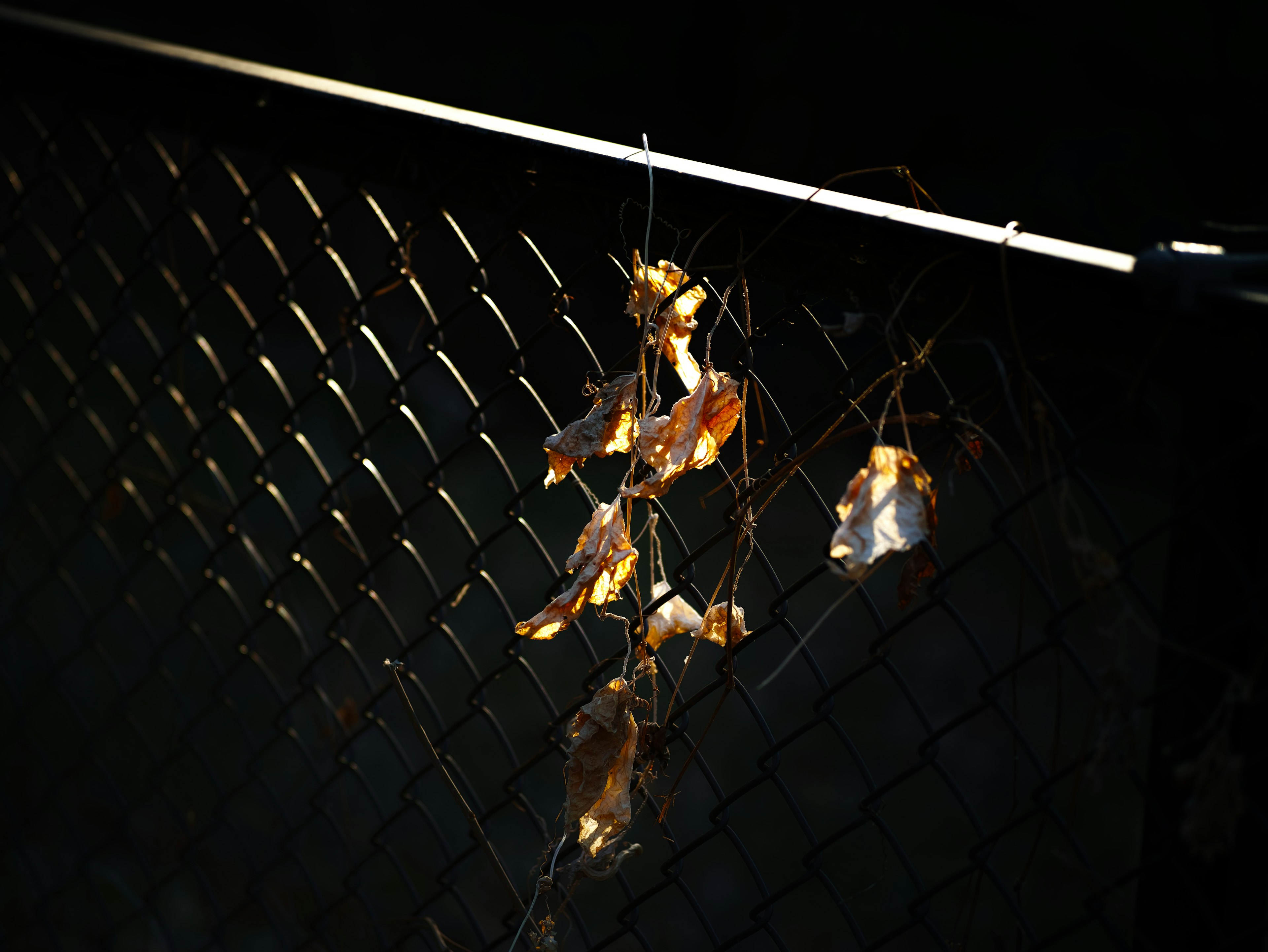 Dried leaves hanging on a chain-link fence against a dark background