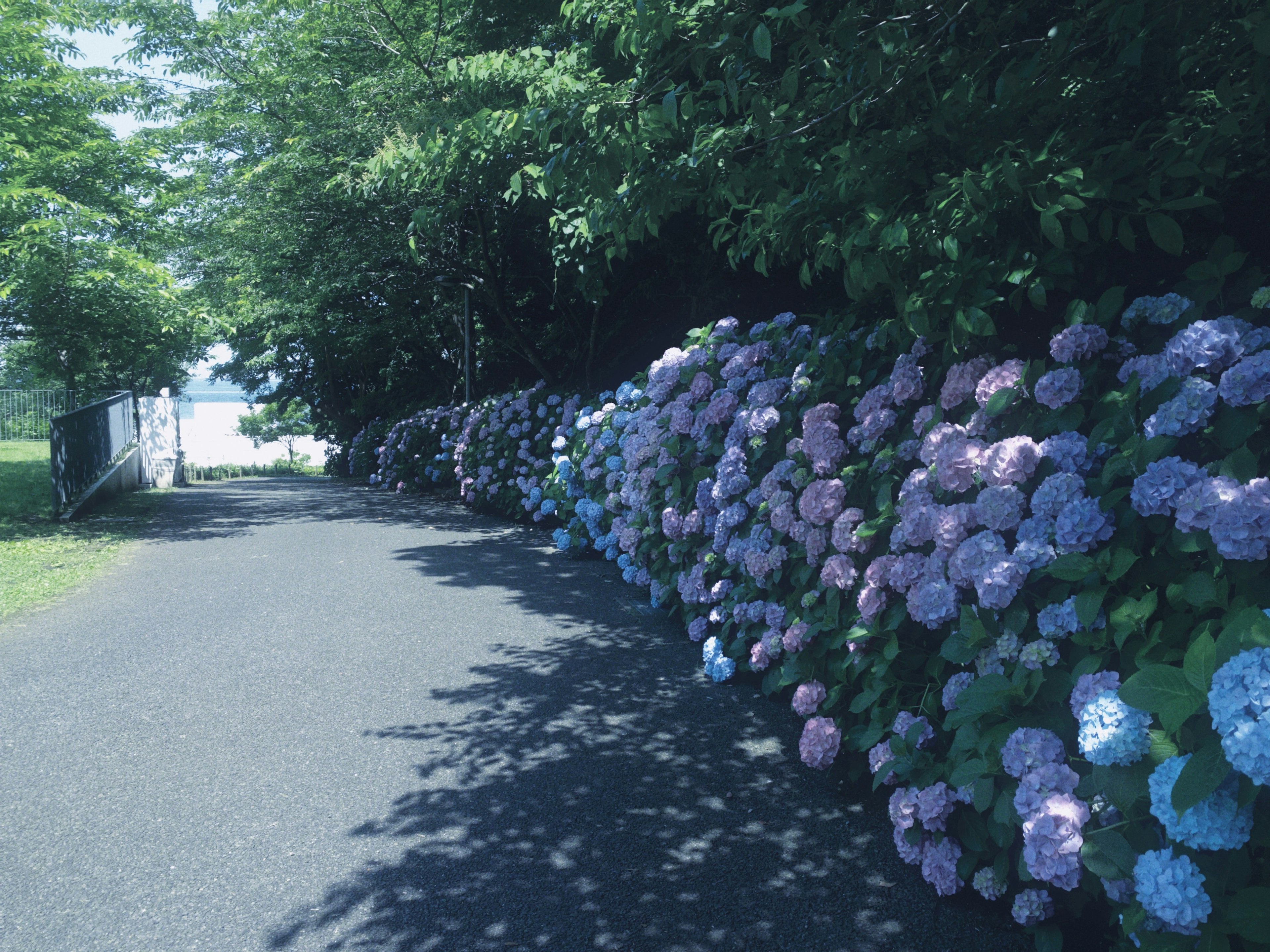 Un chemin bordé d'hortensias bleus et roses