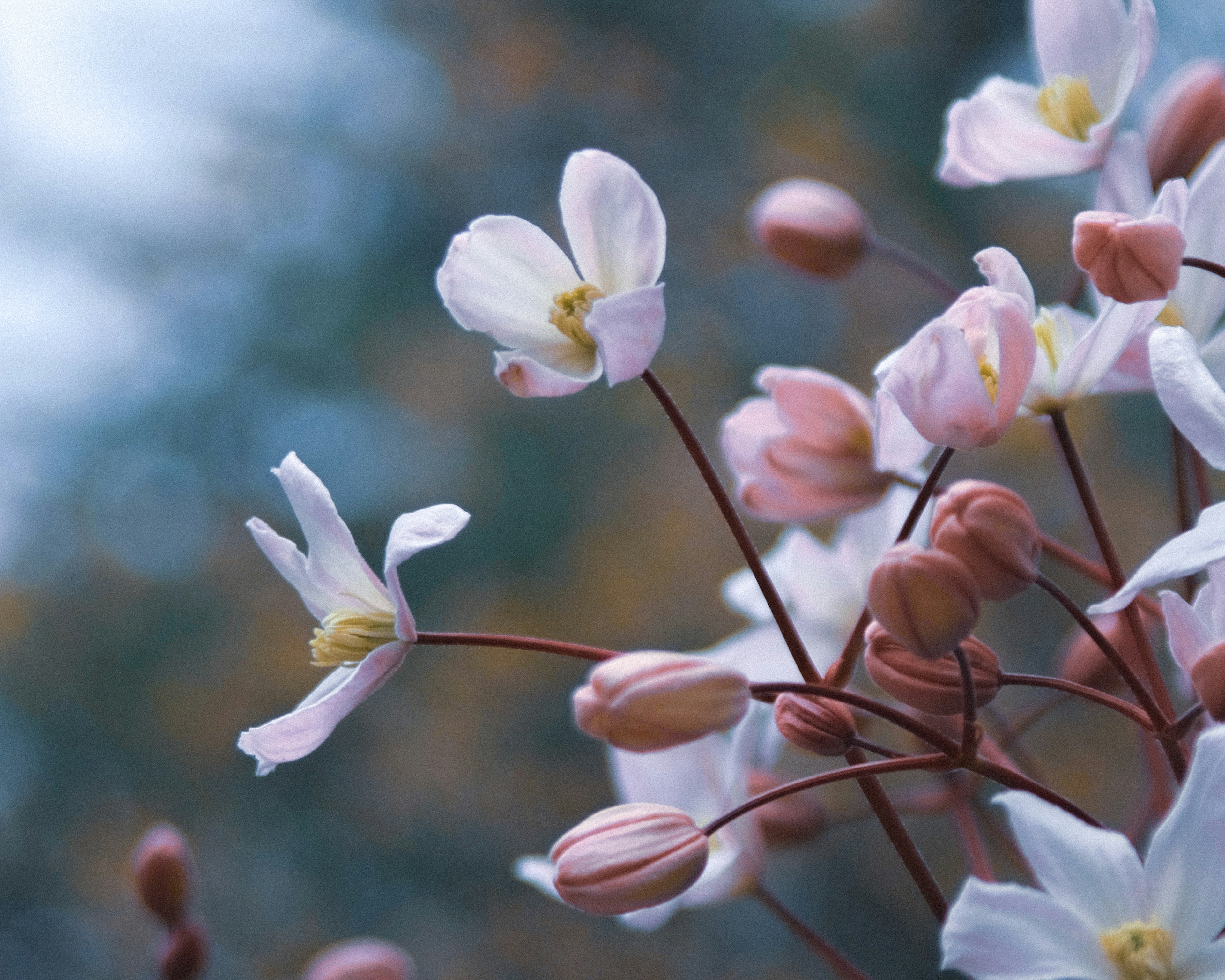 Fleurs délicates et boutons dans des couleurs douces fleurissant gracieusement