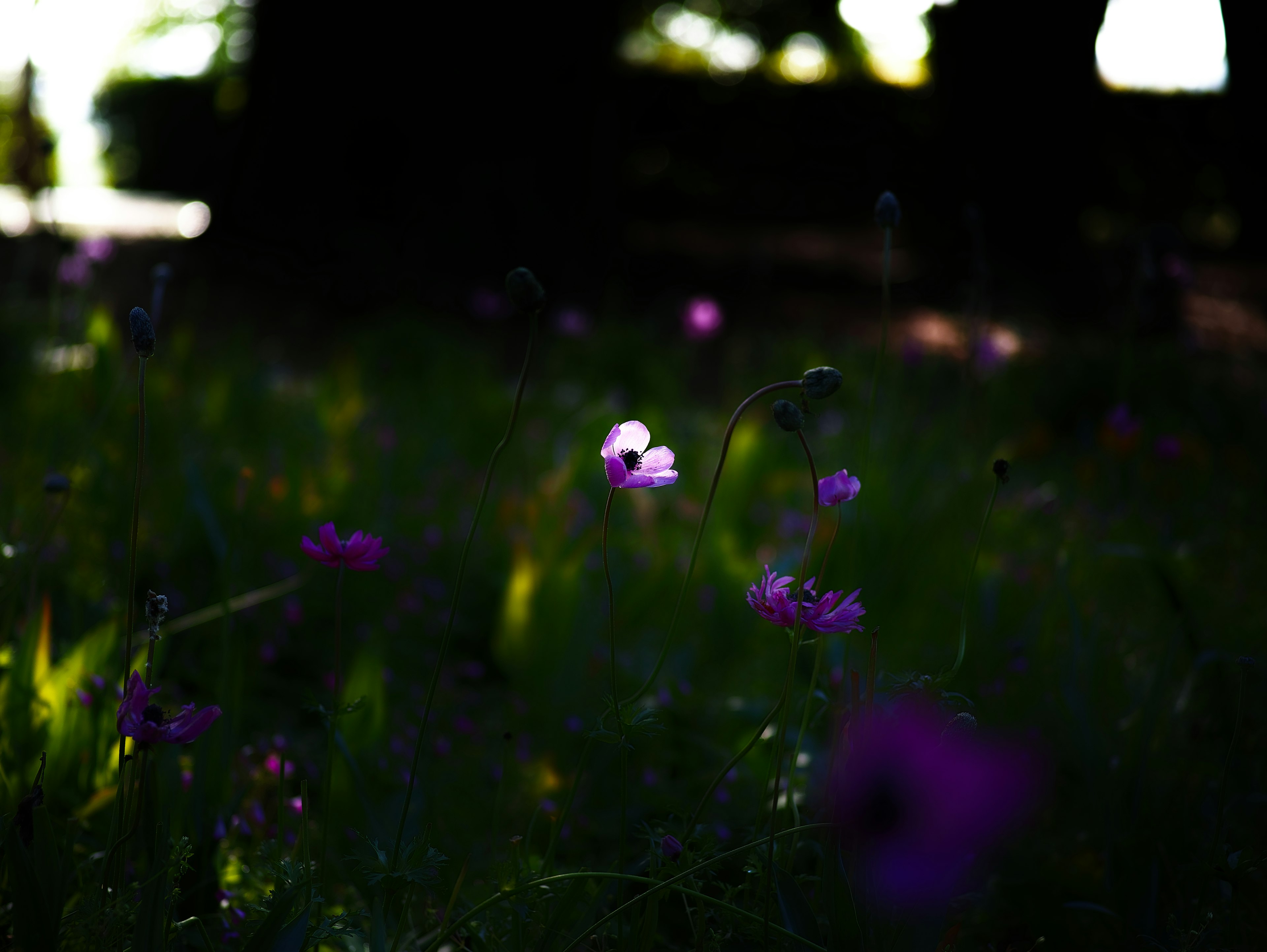 薄暗い背景に浮かぶ紫色の花が点在する草原の風景