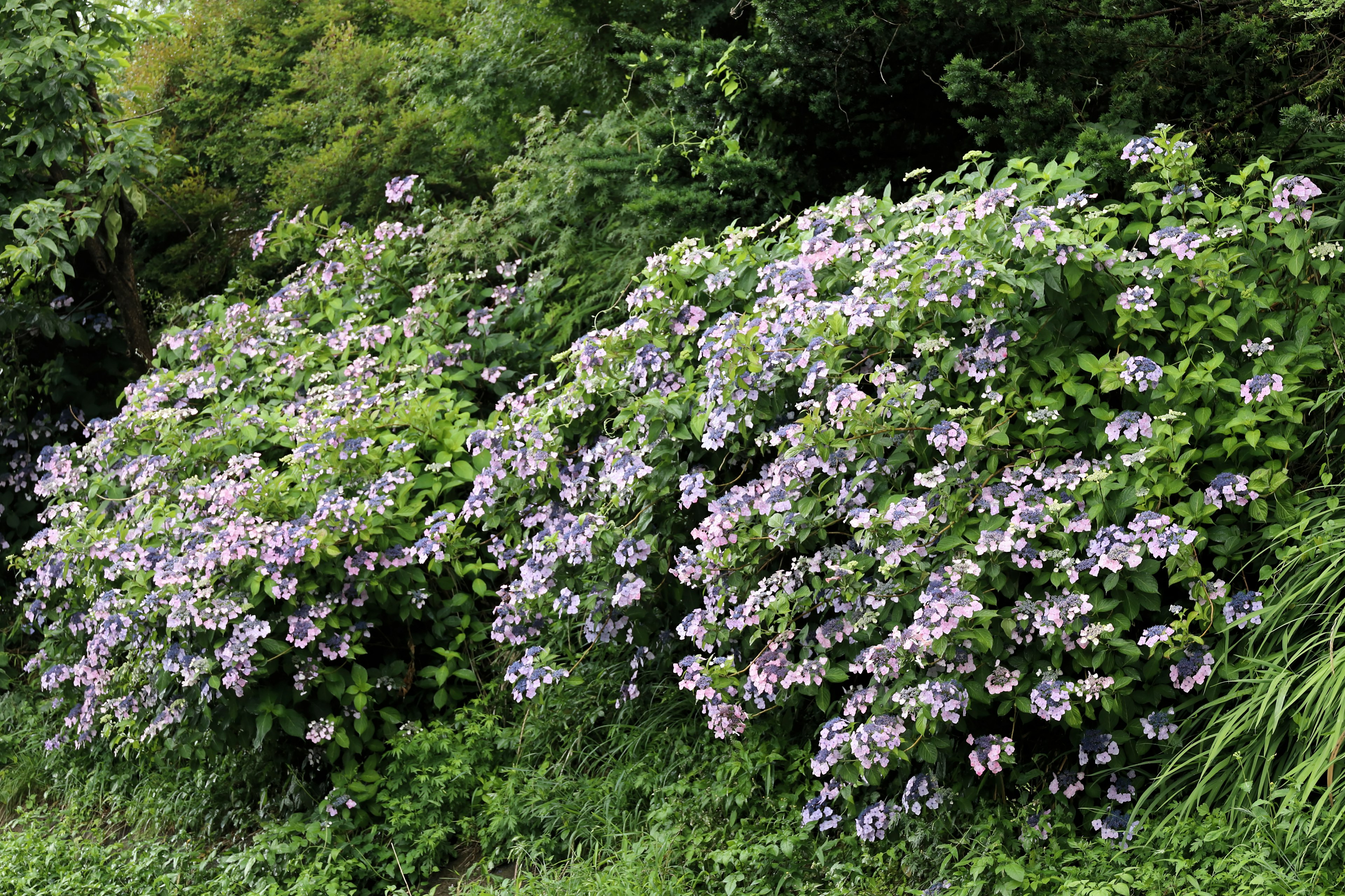 青紫色の花が咲く茂みの美しい風景