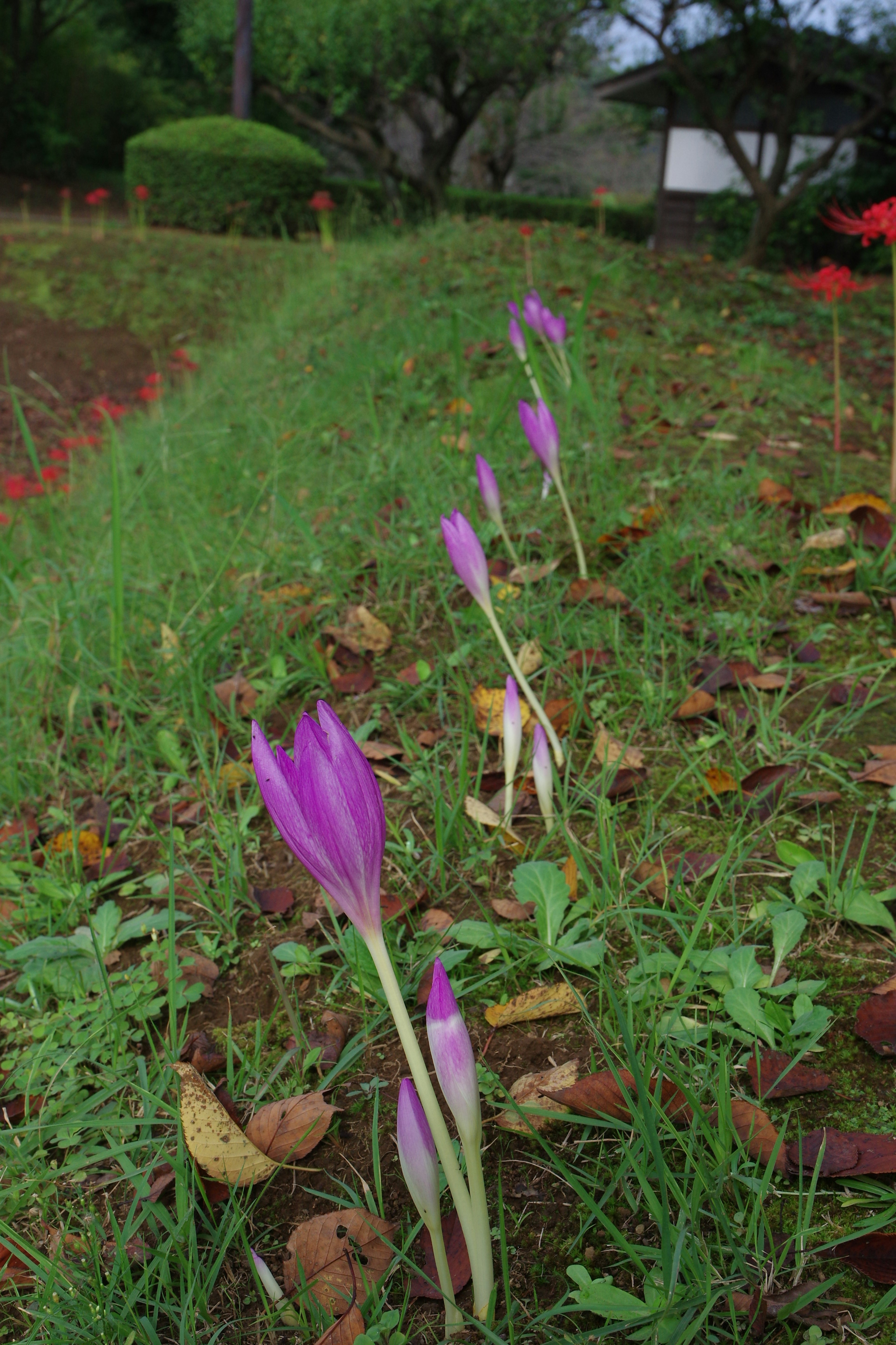 Eine Reihe lila Blumen, die im Gras mit gefallenen Blättern wachsen