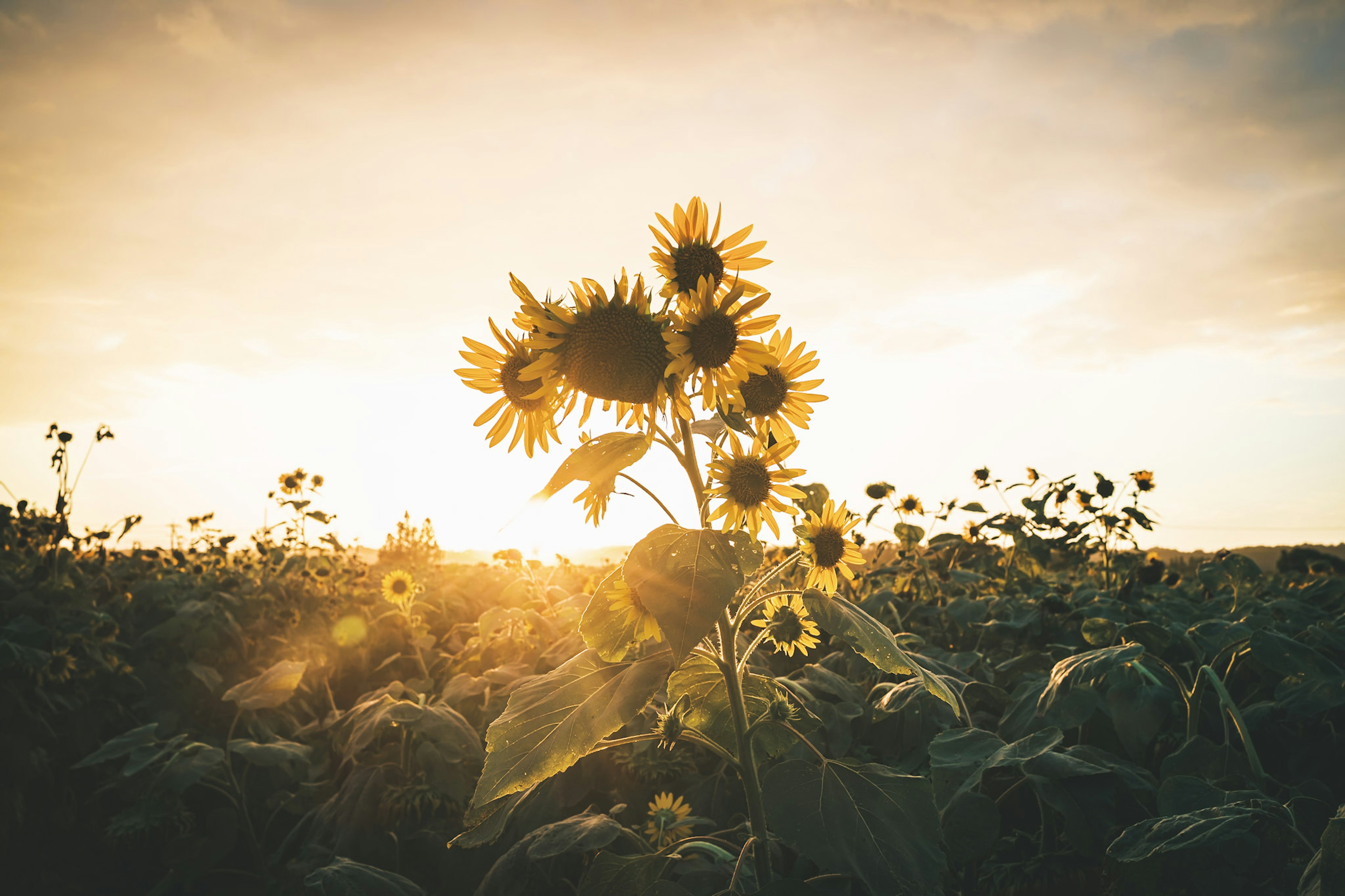 A cluster of sunflowers against a sunset