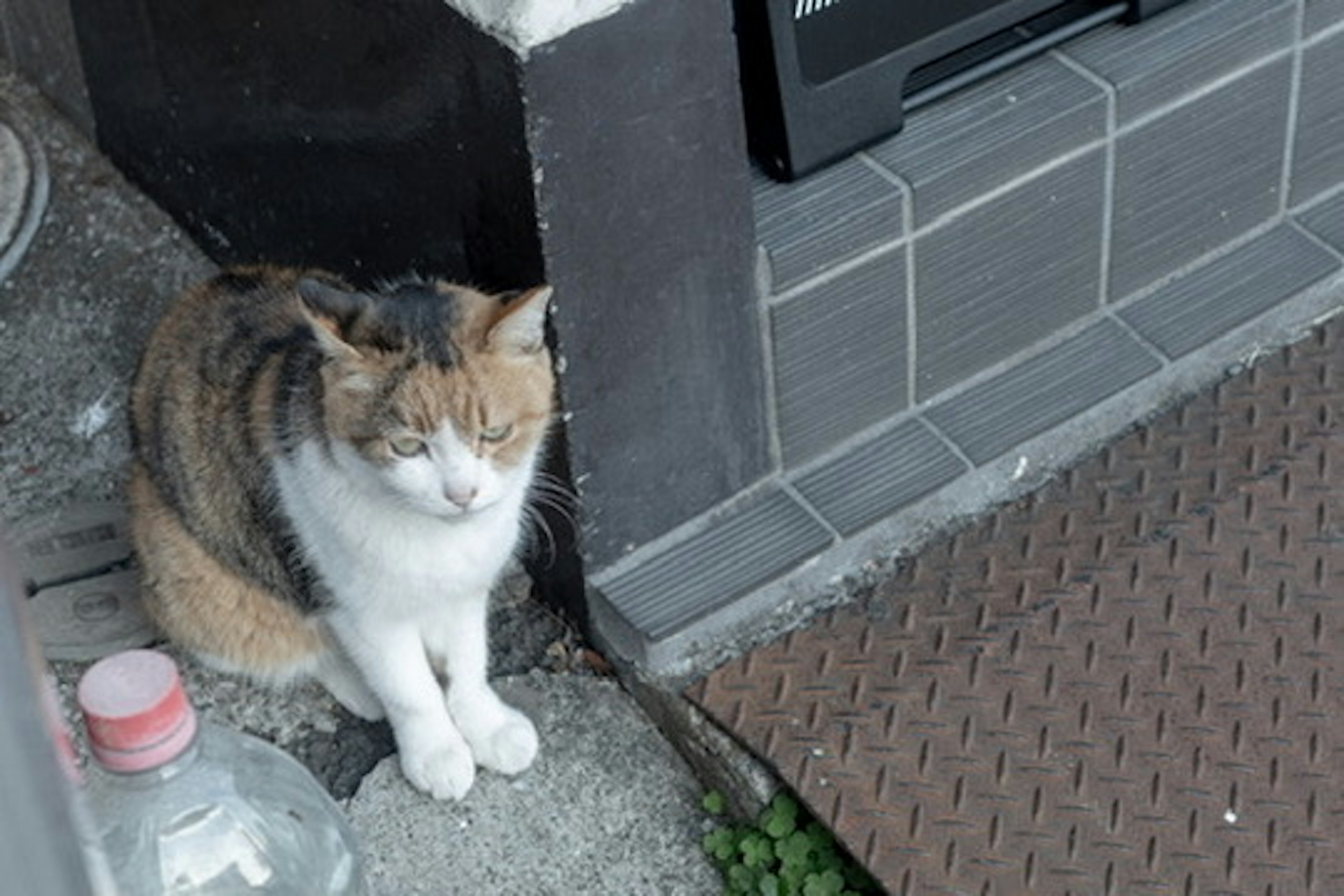 猫が玄関の横に座っている様子