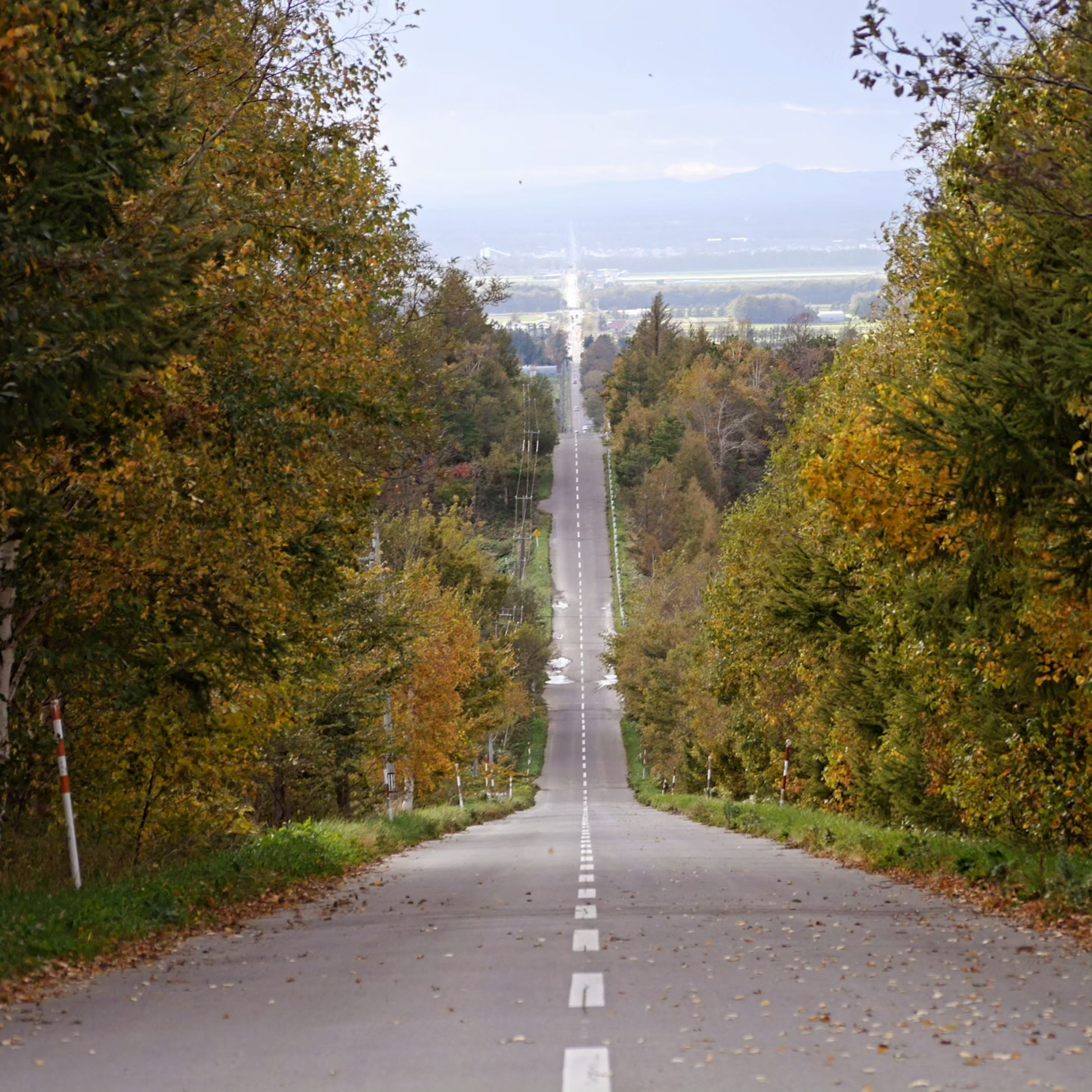 Longue route droite à travers un beau paysage d'automne