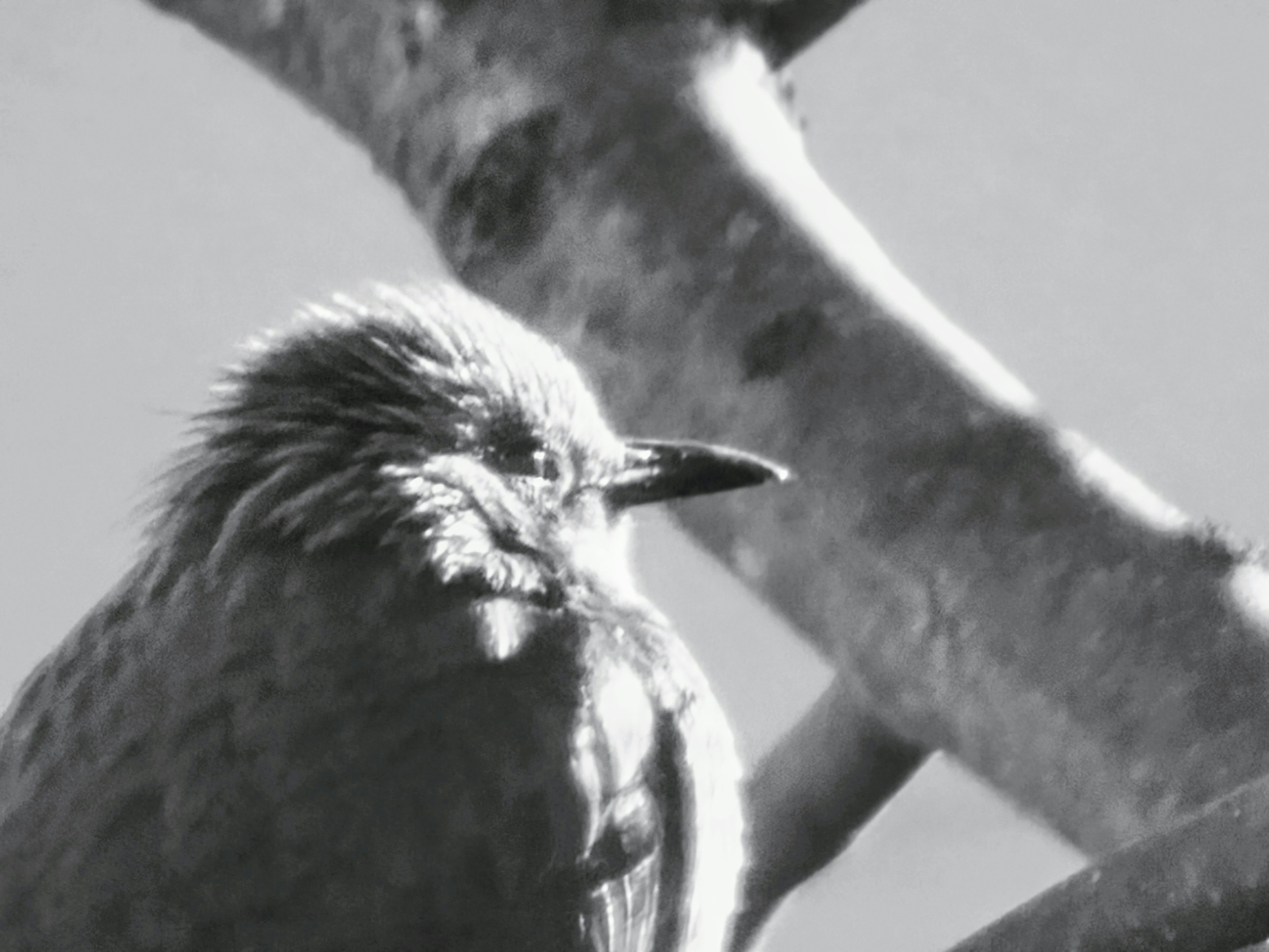 黒と白の鳥のアップショット 木の枝の近くで