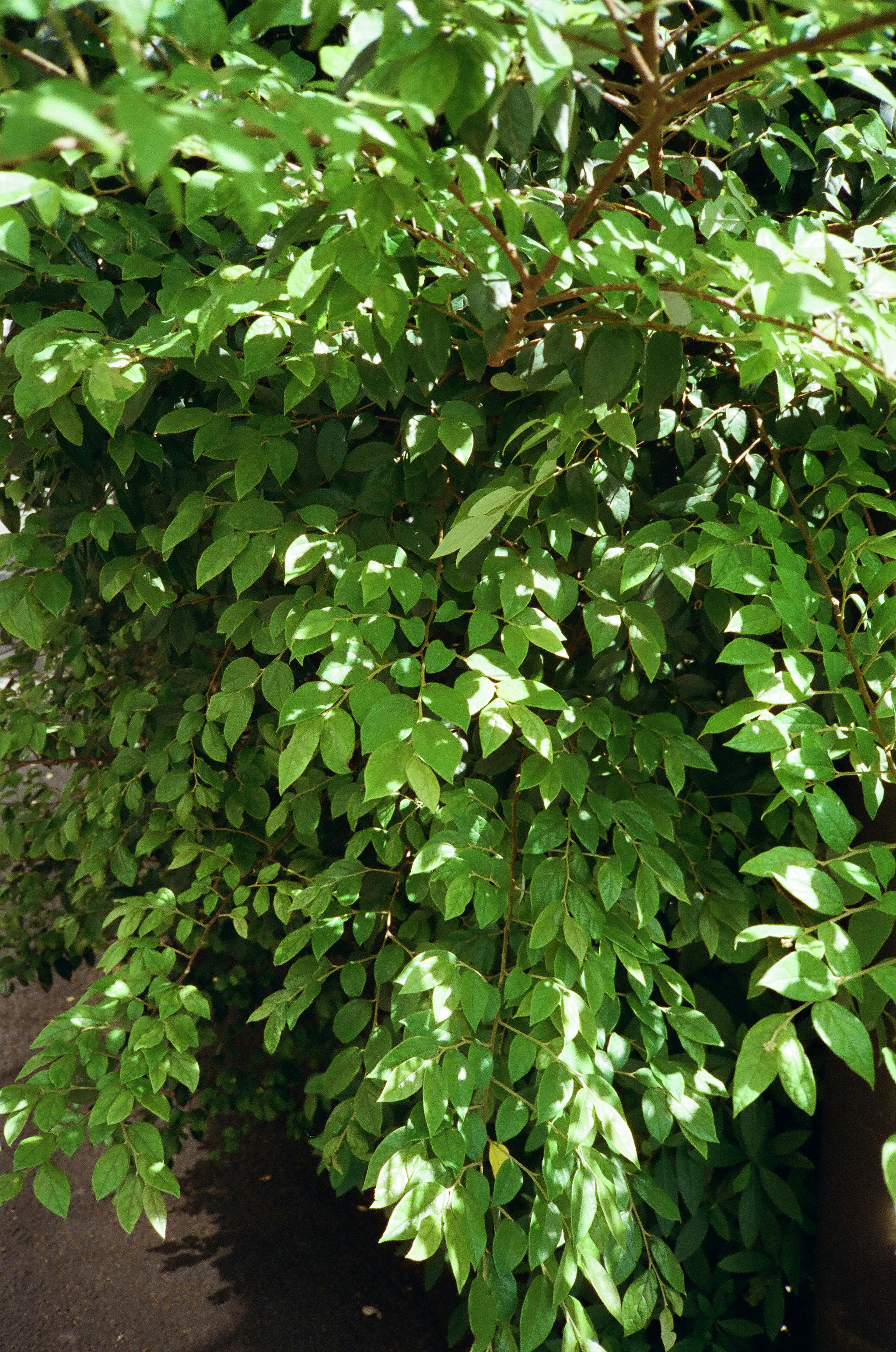 Close-up daun hijau subur di cabang pohon