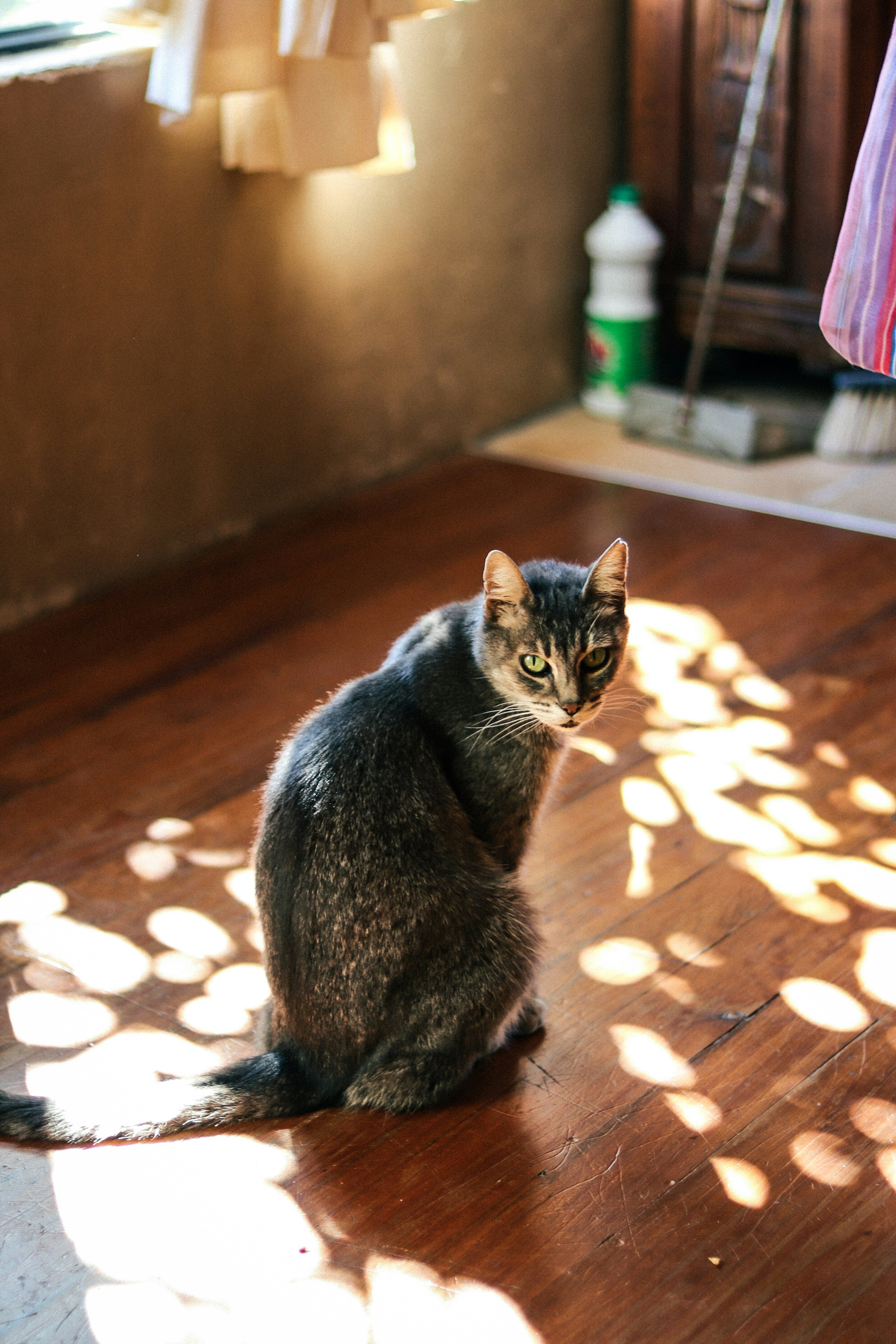 日差しの中で振り返る灰色の猫の姿