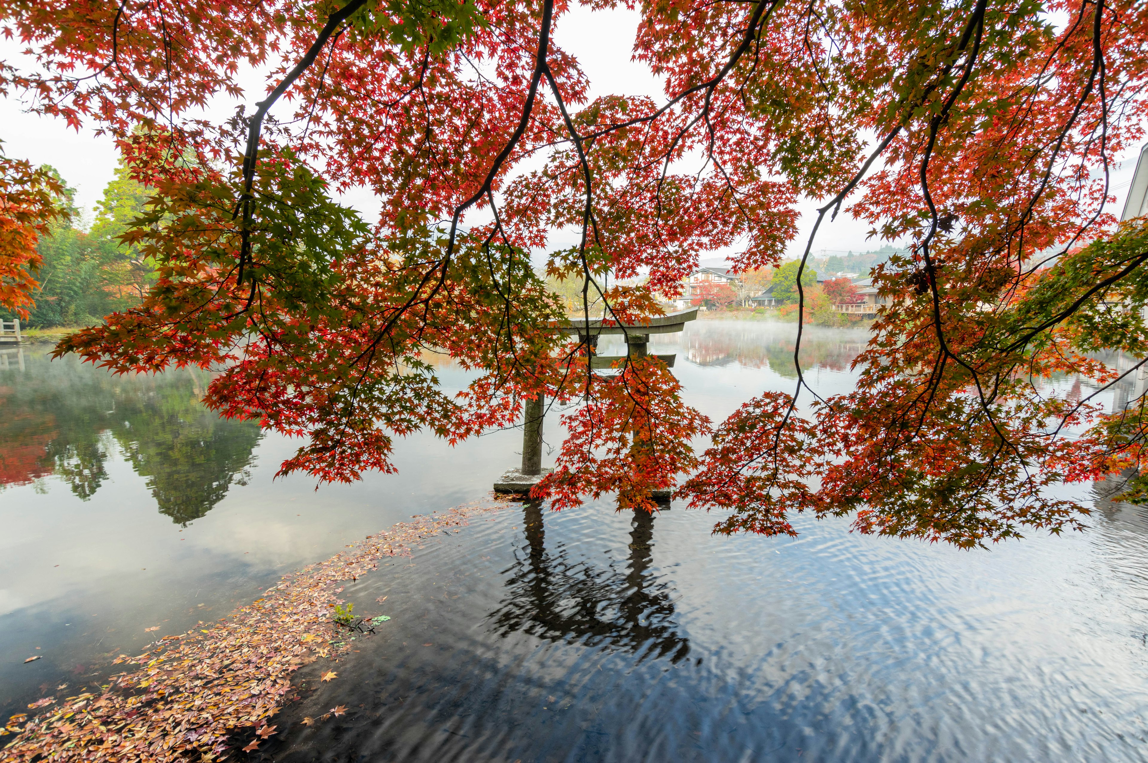 Khung cảnh lá thu đẹp phản chiếu trên mặt nước với cổng torii