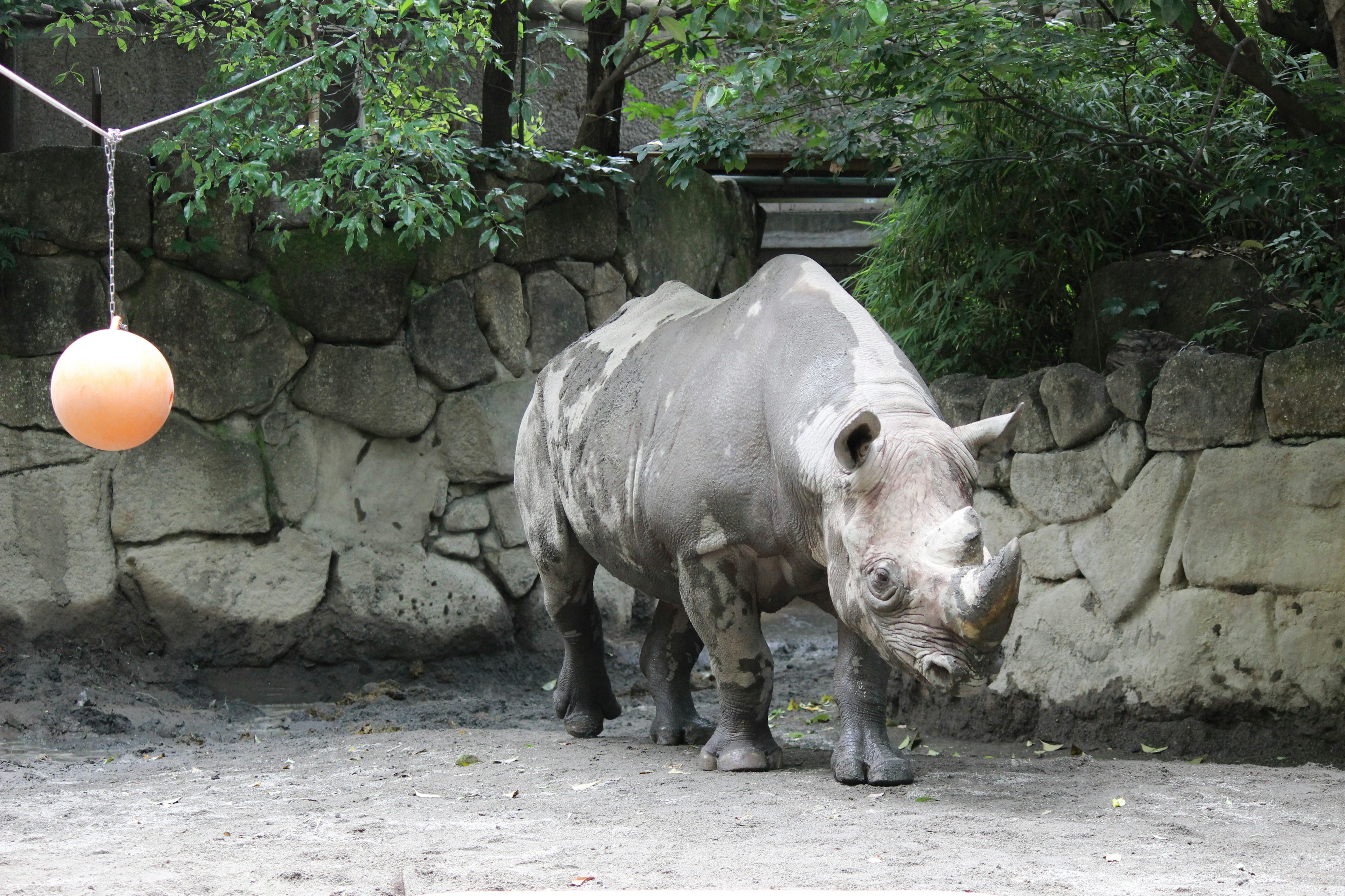 Un rhinocéros jouant près d'un mur en pierre avec une balle orange suspendue