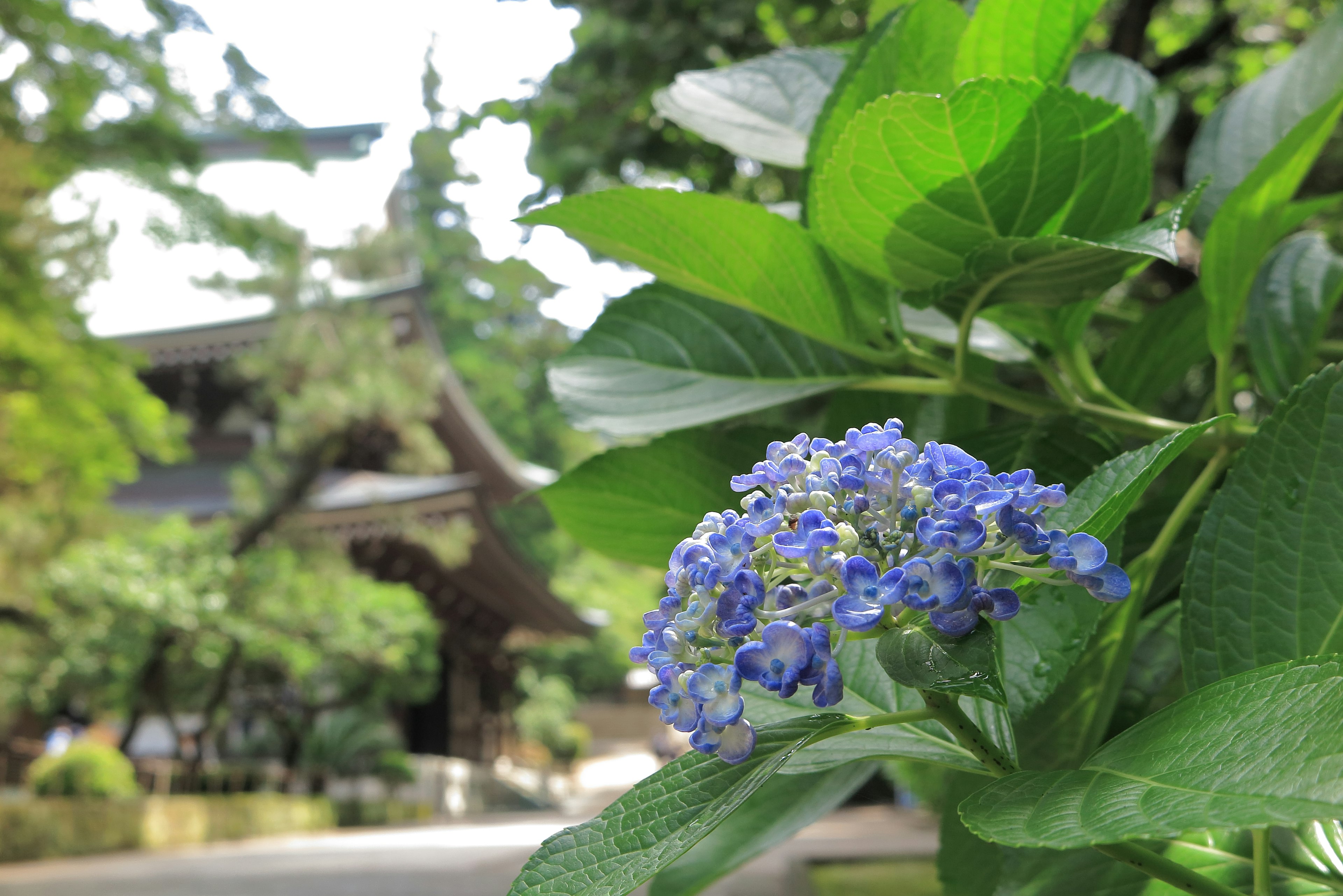 日本庭園中綠色葉子上的藍色花朵特寫