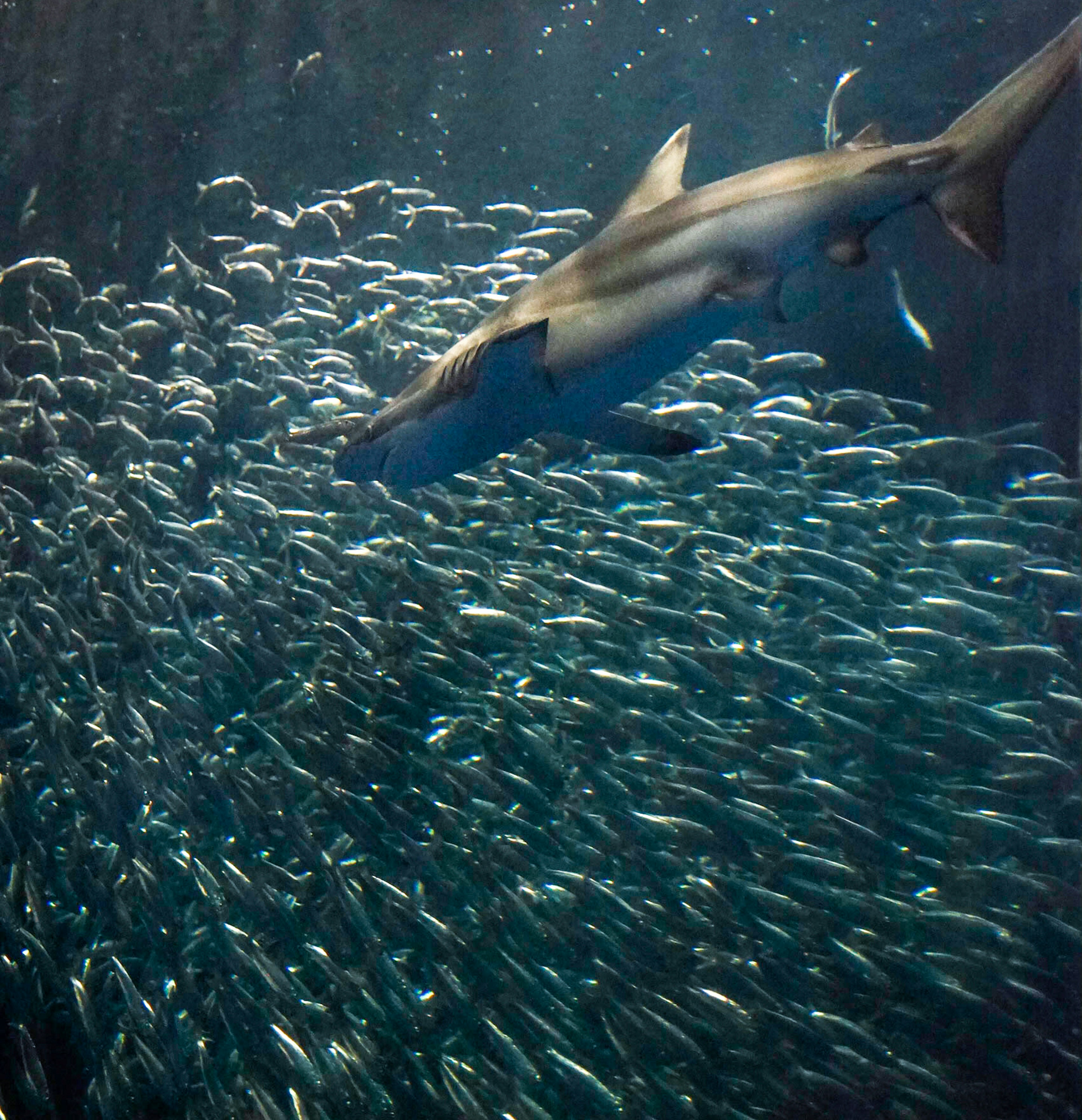 サメが魚の群れを追いかける水中のシーン