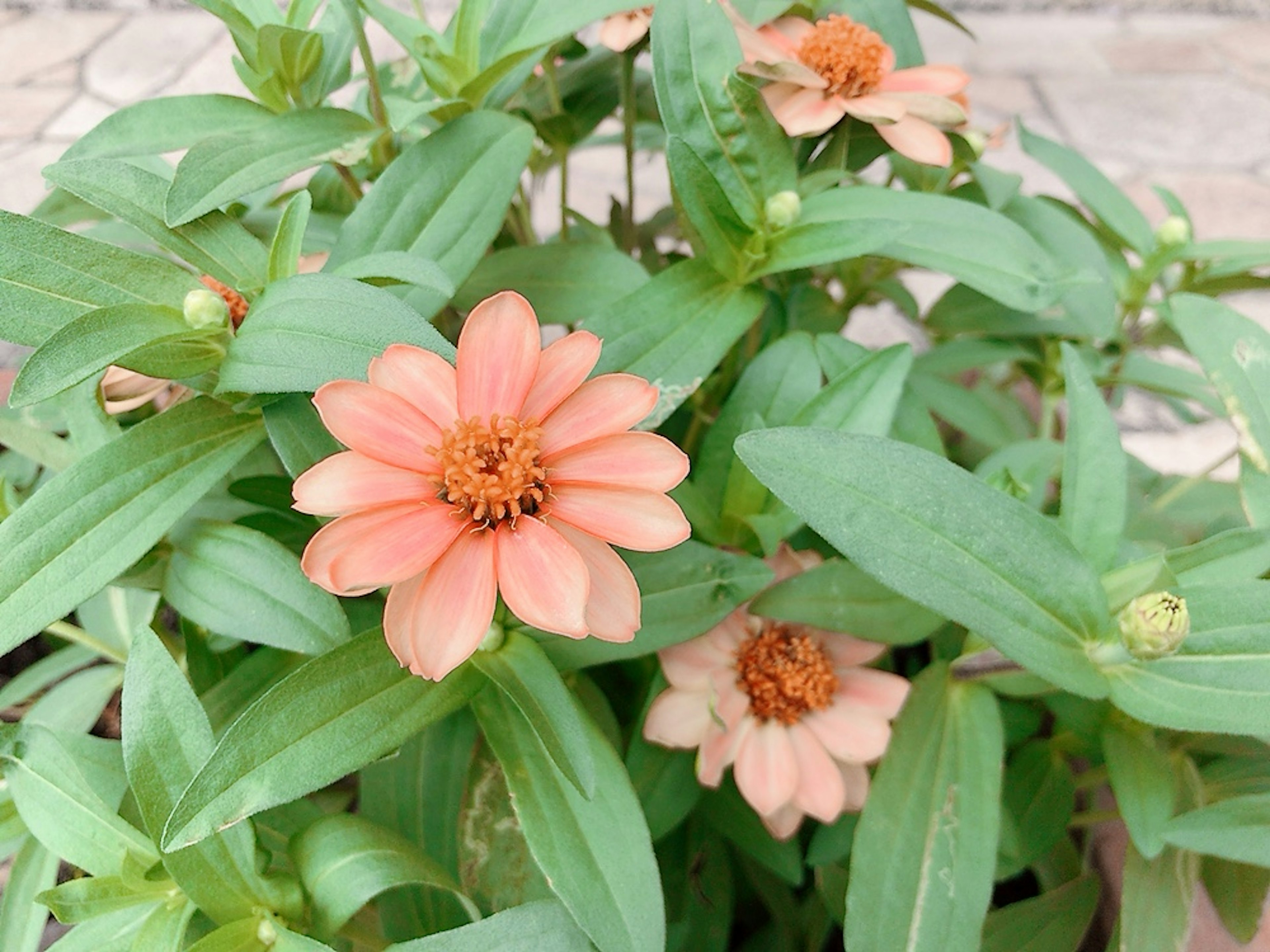 Primo piano di una pianta con fiori arancioni e foglie verdi