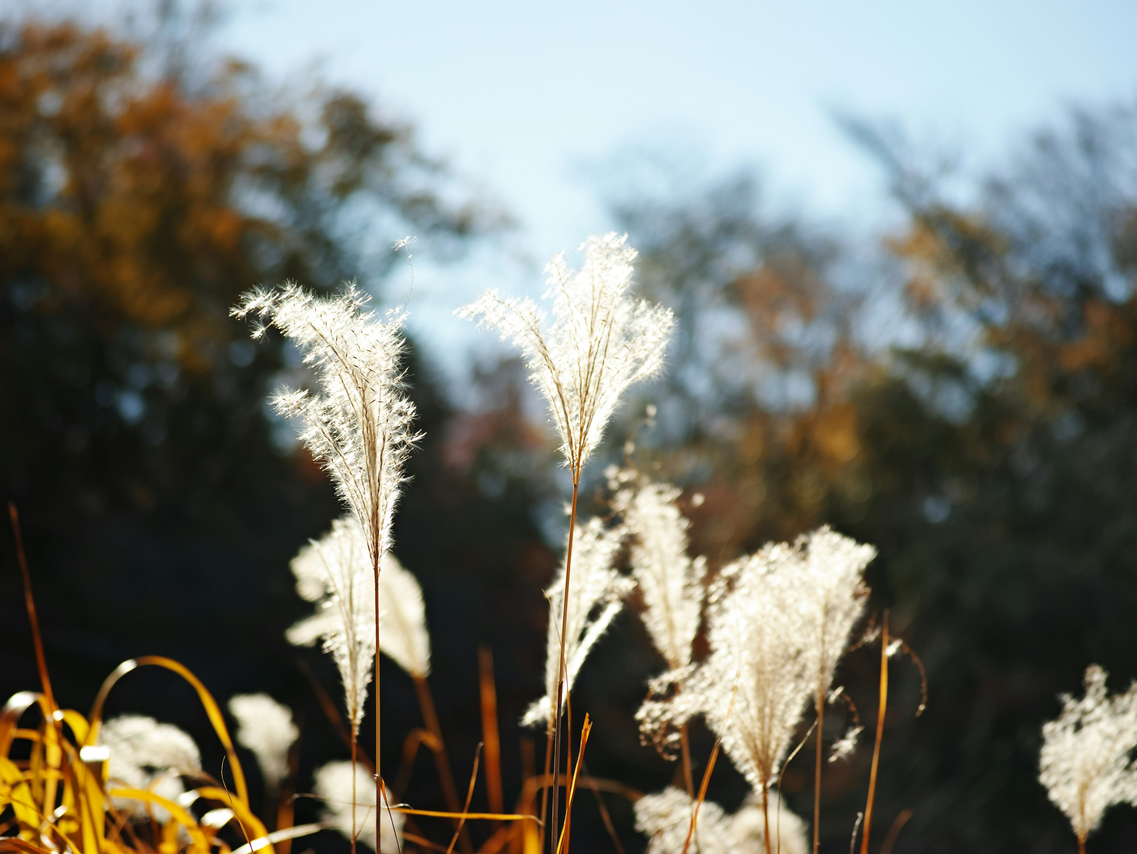 Erba pampas che ondeggia nel vento in un paesaggio autunnale