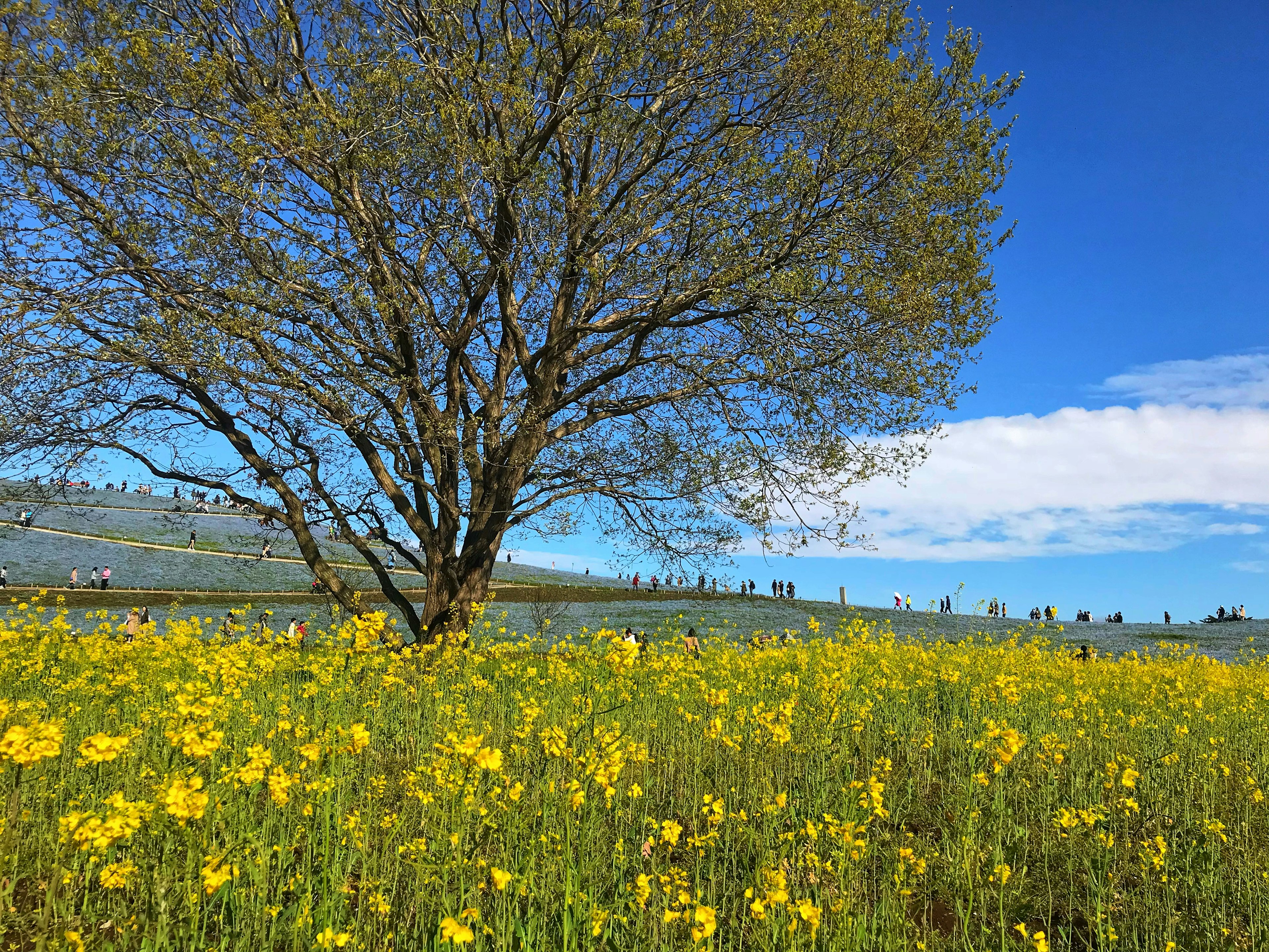 緑の葉を持つ大きな木と黄色い花々の広がる風景