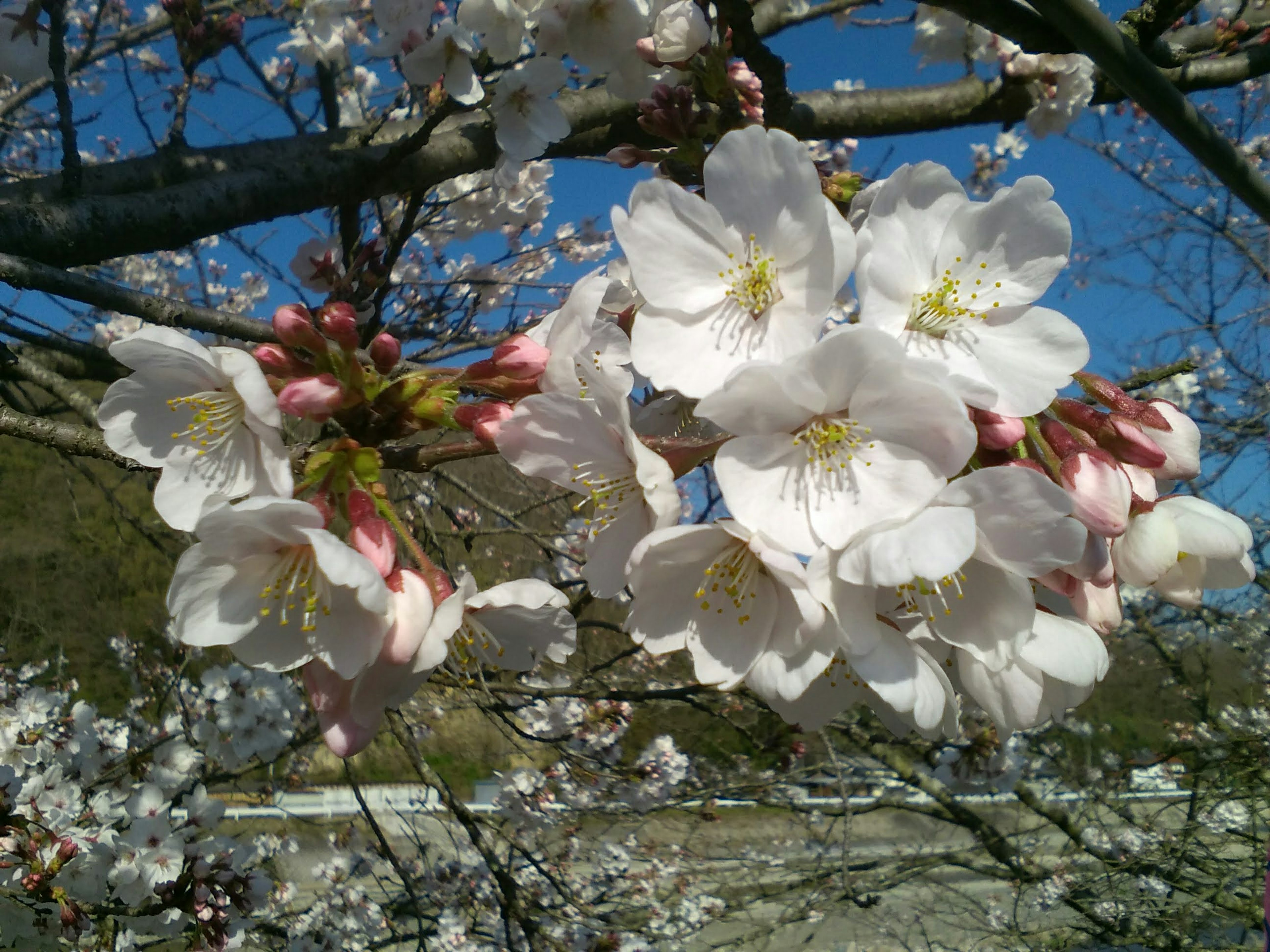 Primo piano di fiori di ciliegio su un ramo contro un cielo blu