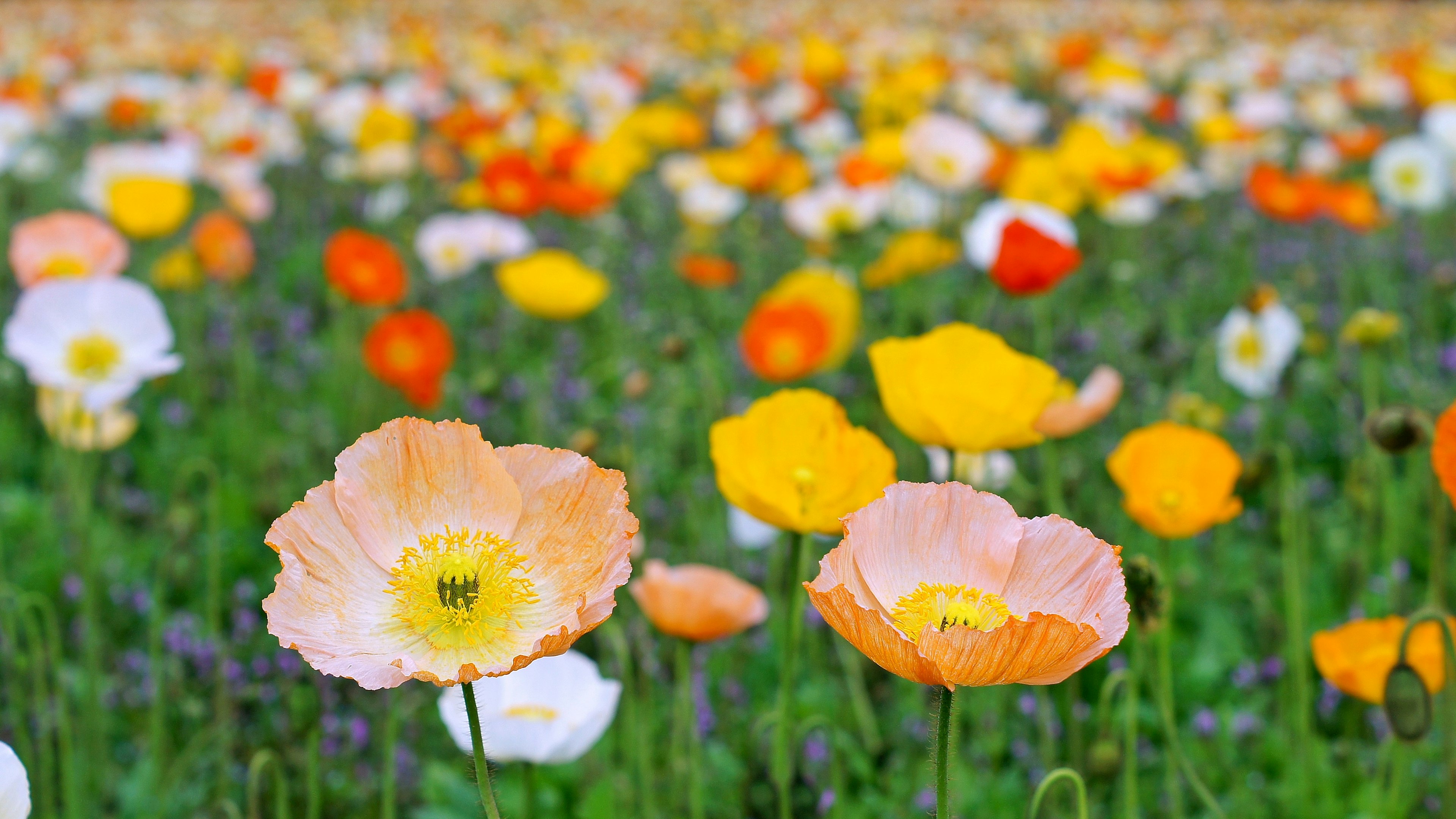 Vibrant field of blooming poppy flowers in various colors