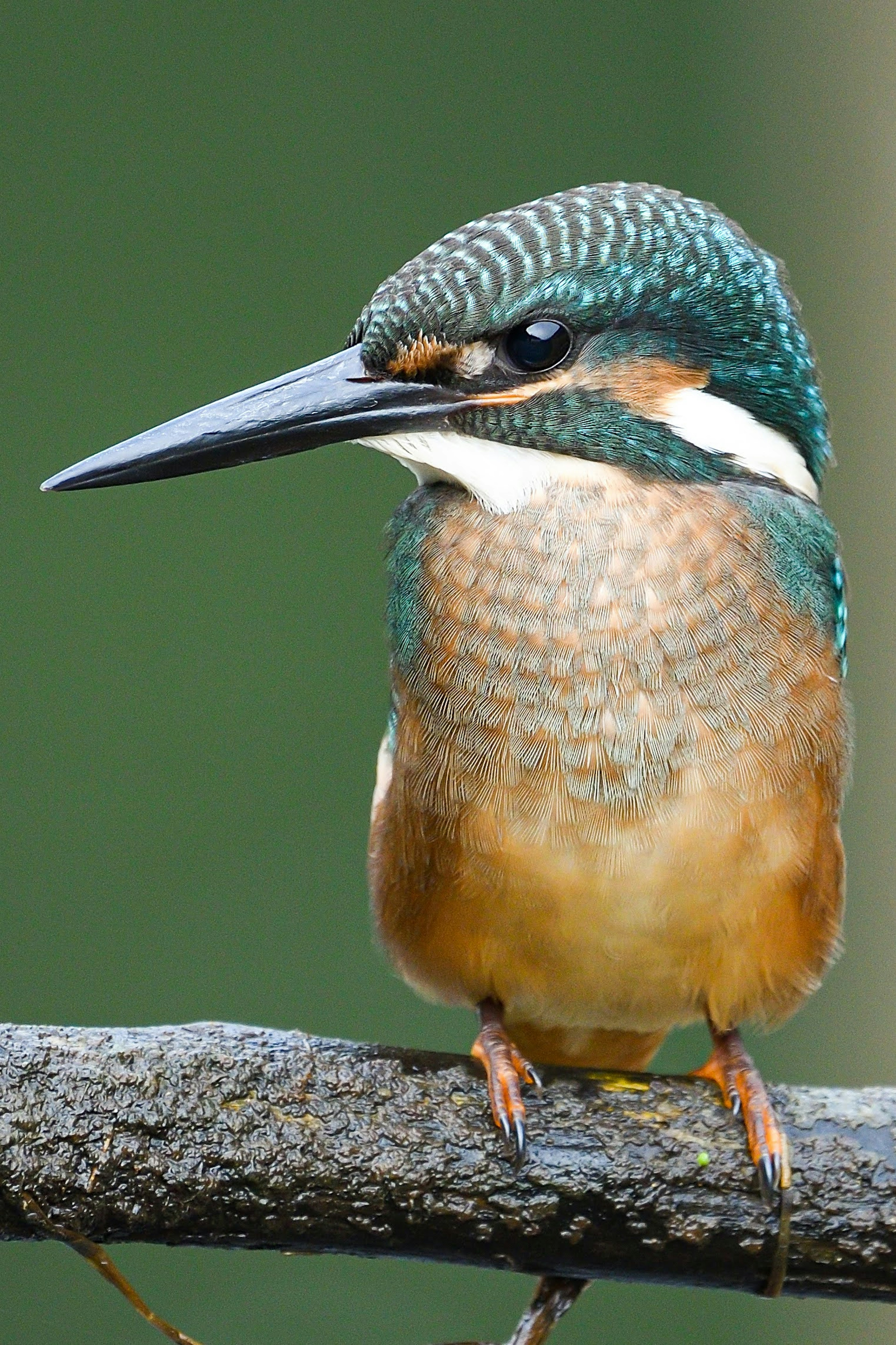 Seekor burung kingfisher yang cerah bertengger di atas cabang