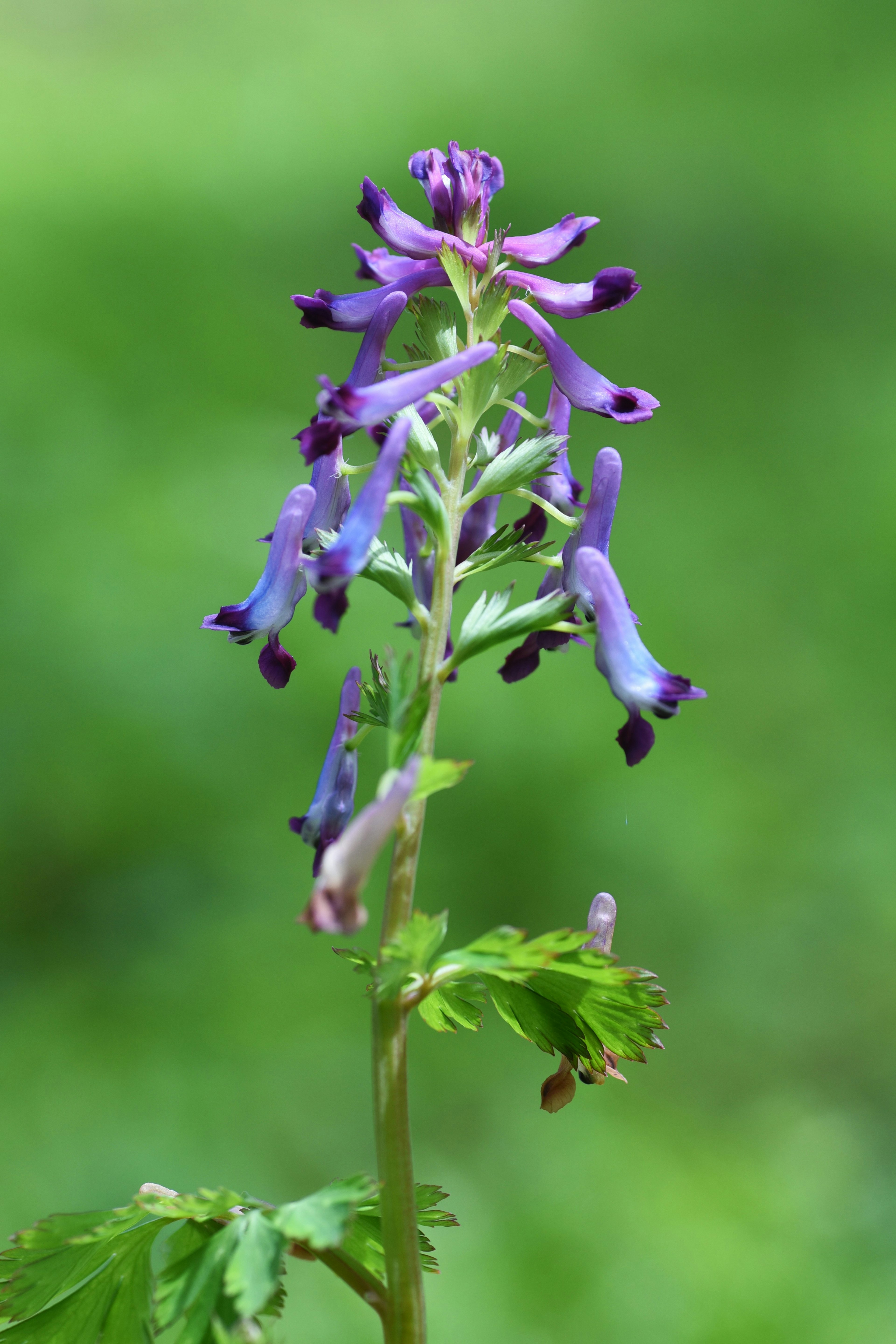 Acercamiento de una planta con flores moradas sobre fondo verde