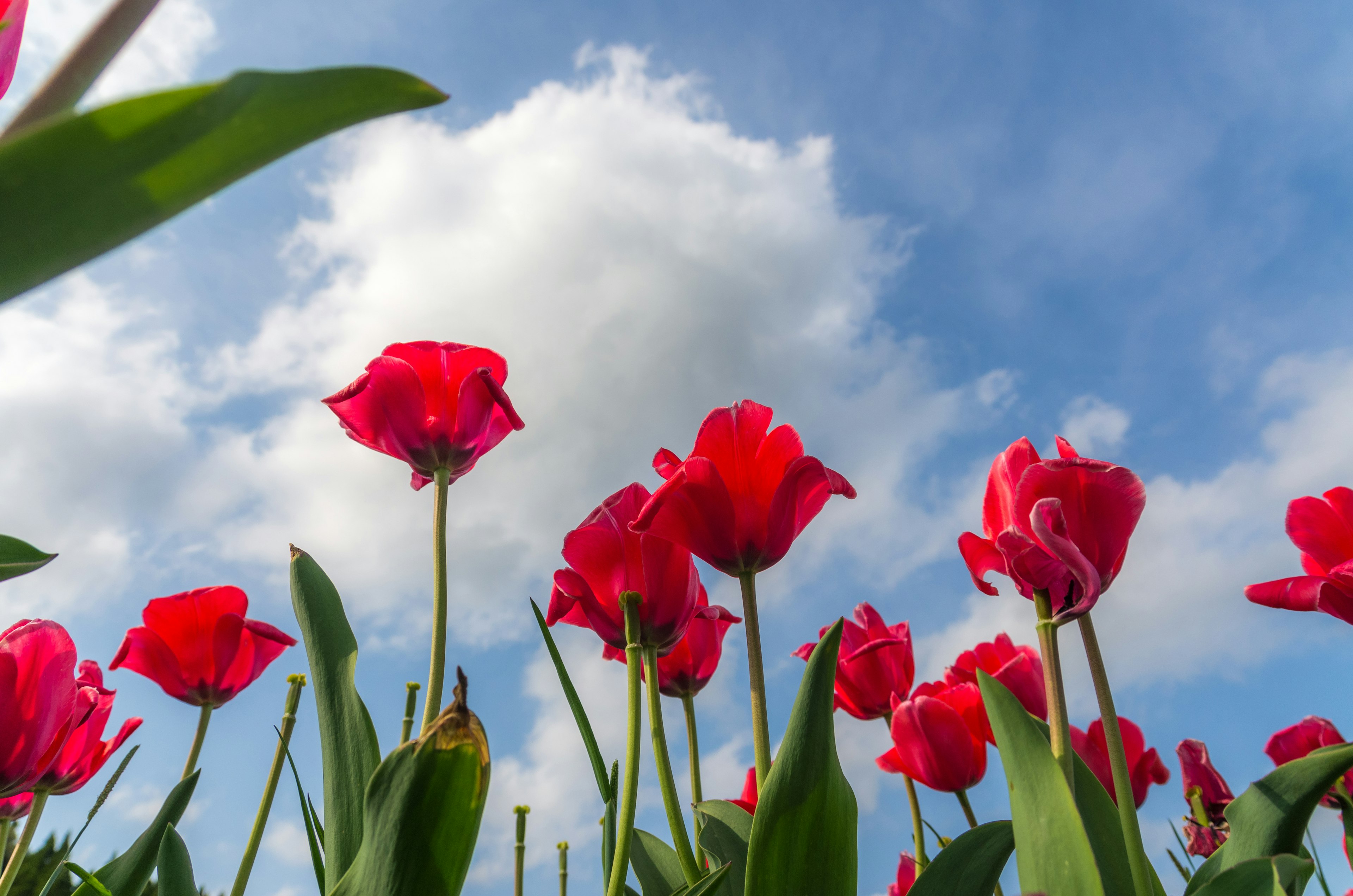 Ein Cluster roter Tulpen blüht unter einem blauen Himmel