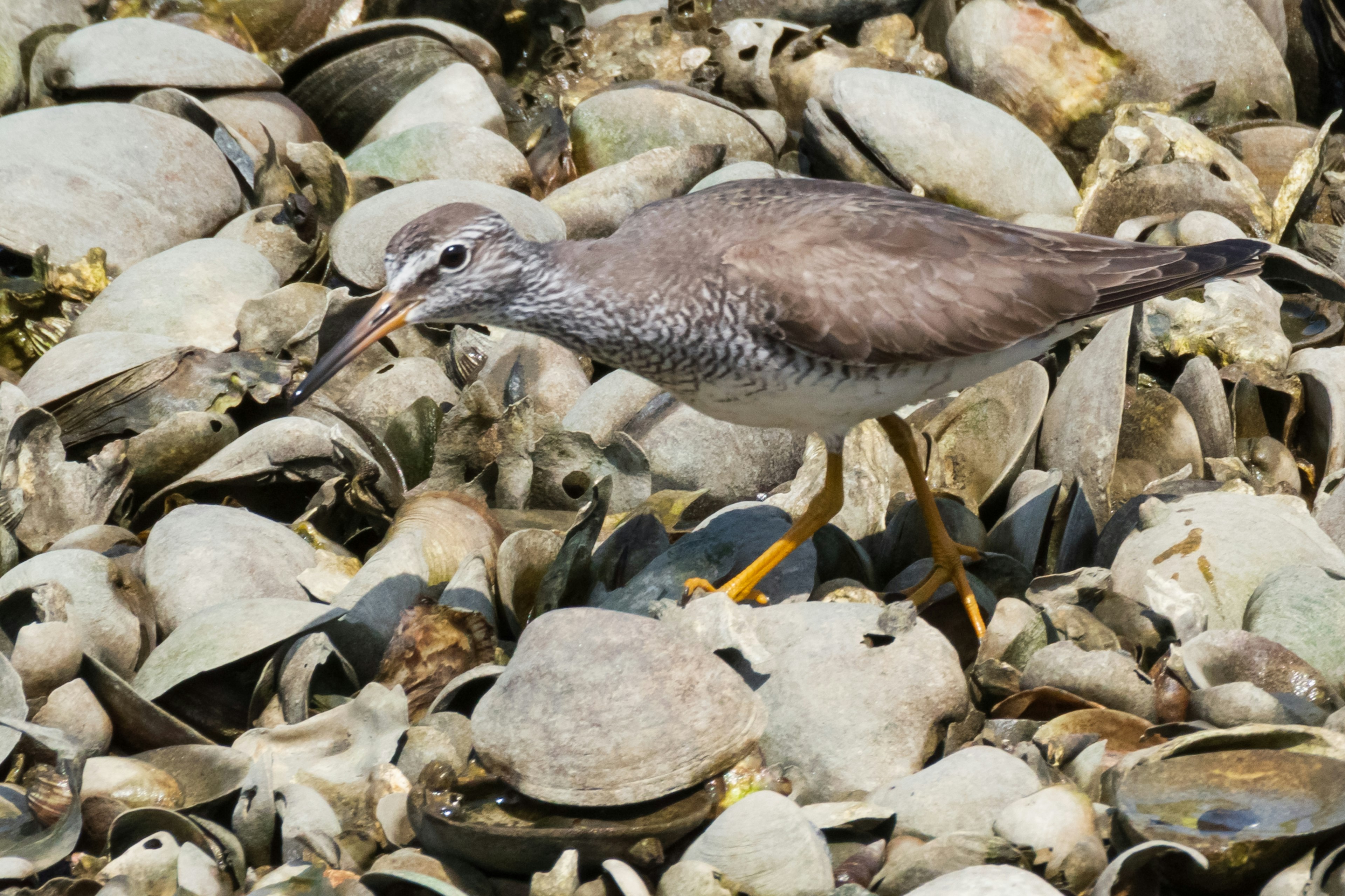 Oiseau gris se tenant sur un lit de coquillages