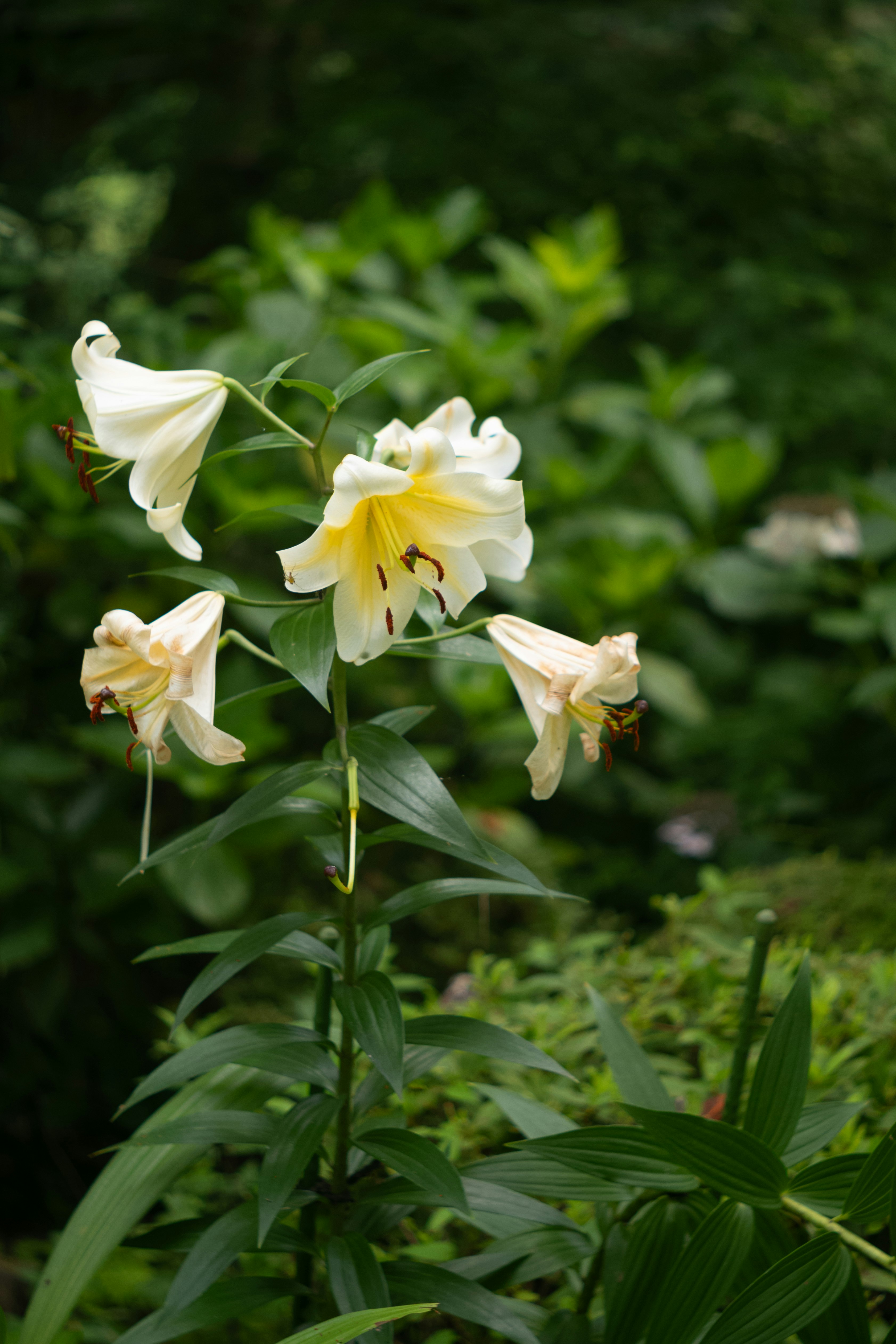 Beautiful white lilies blooming against a green background