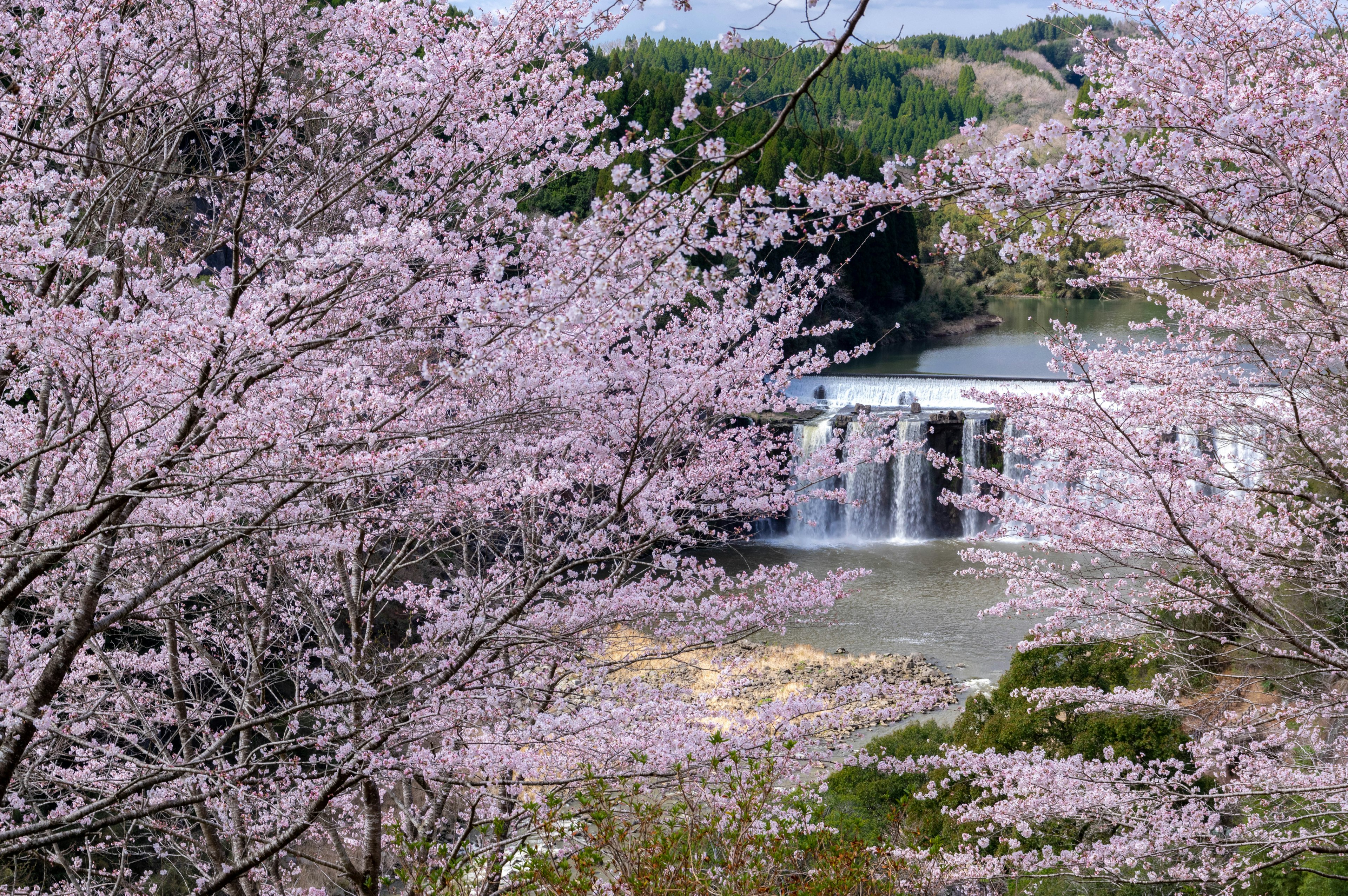 Vista escénica de cerezos en flor con una cascada al fondo