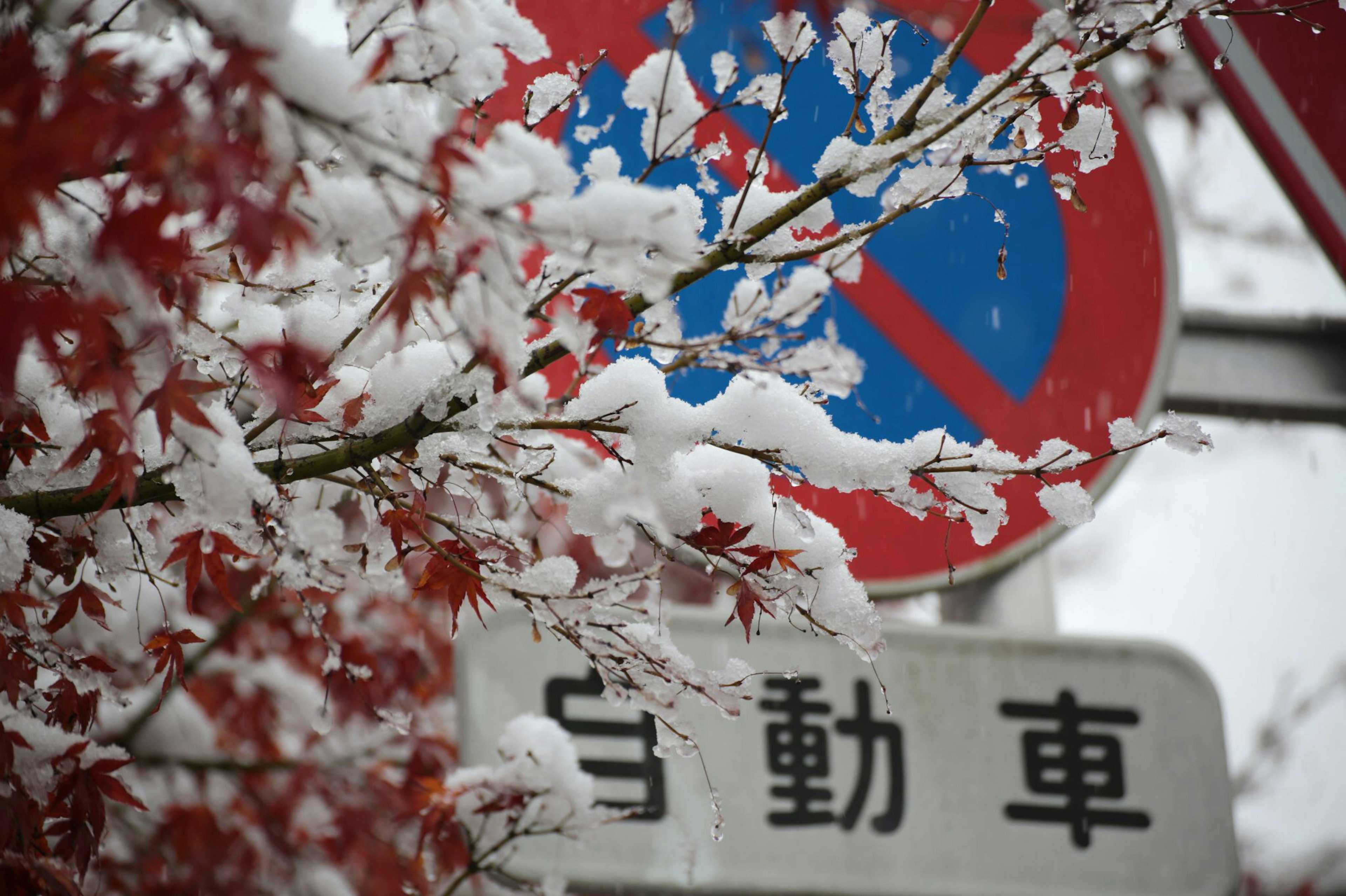 Snow-covered red leaf tree with traffic signs