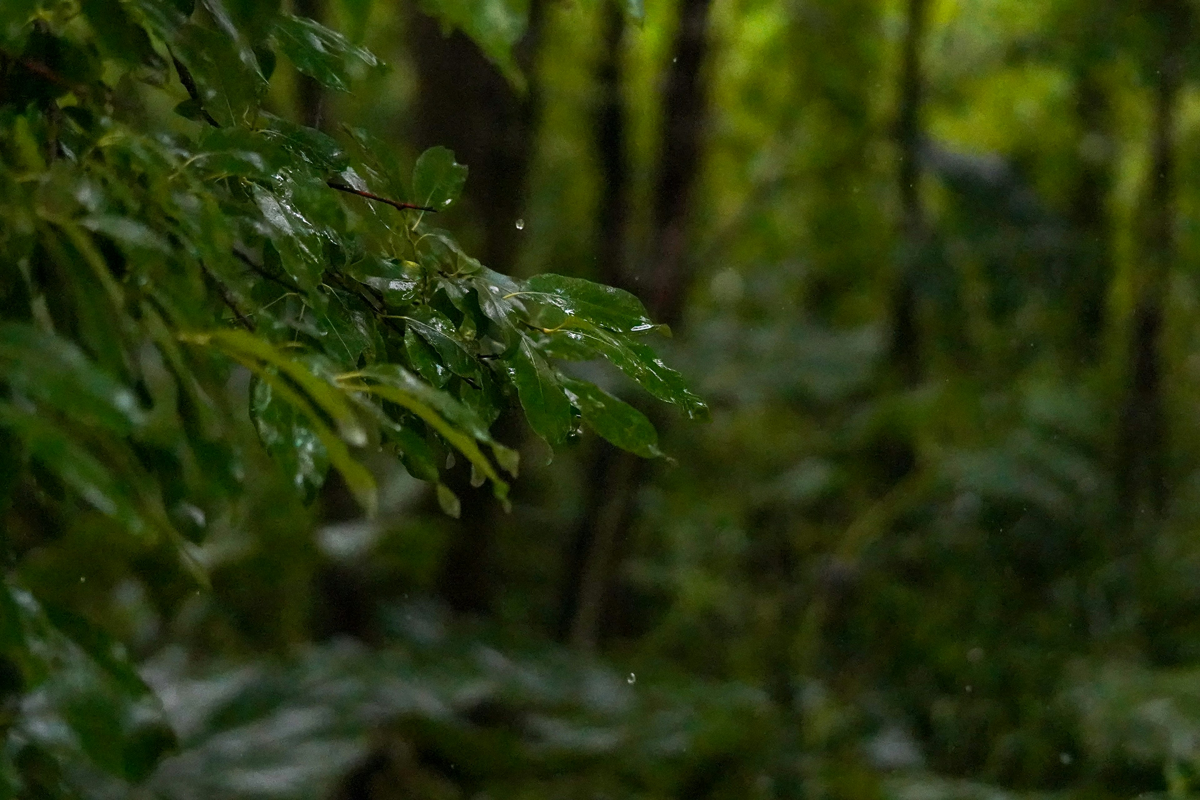 Nahaufnahme von grünen Blättern mit Wassertropfen in einem üppigen Wald