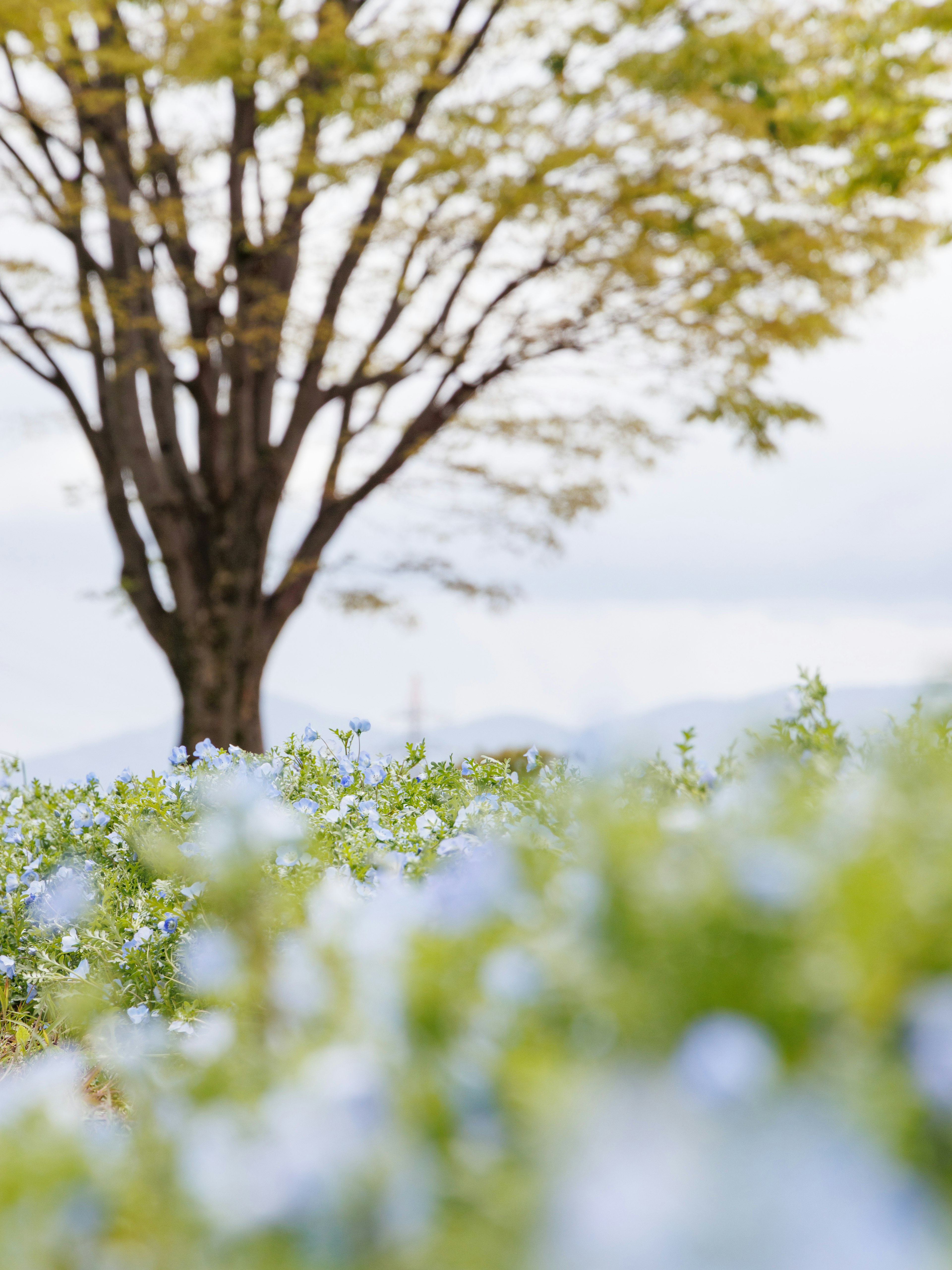 Un campo de flores azules con un gran árbol al fondo