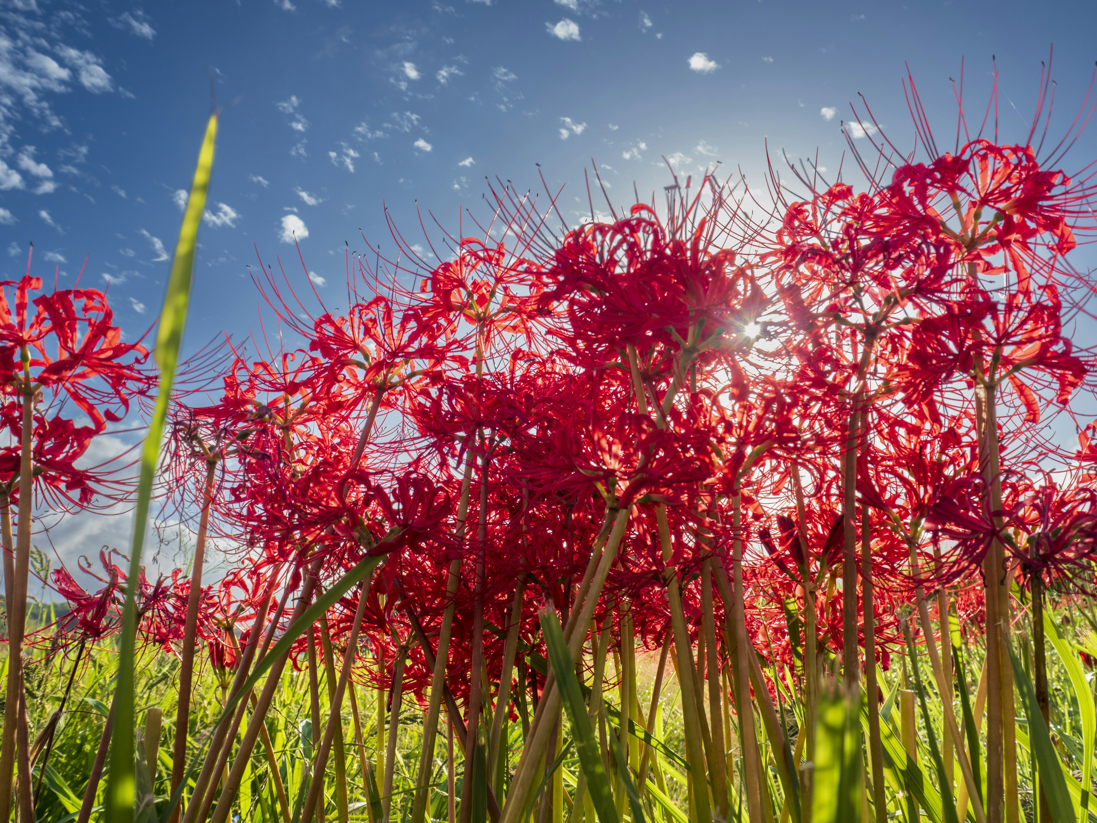 Field of red spider lilies under a bright blue sky with clouds