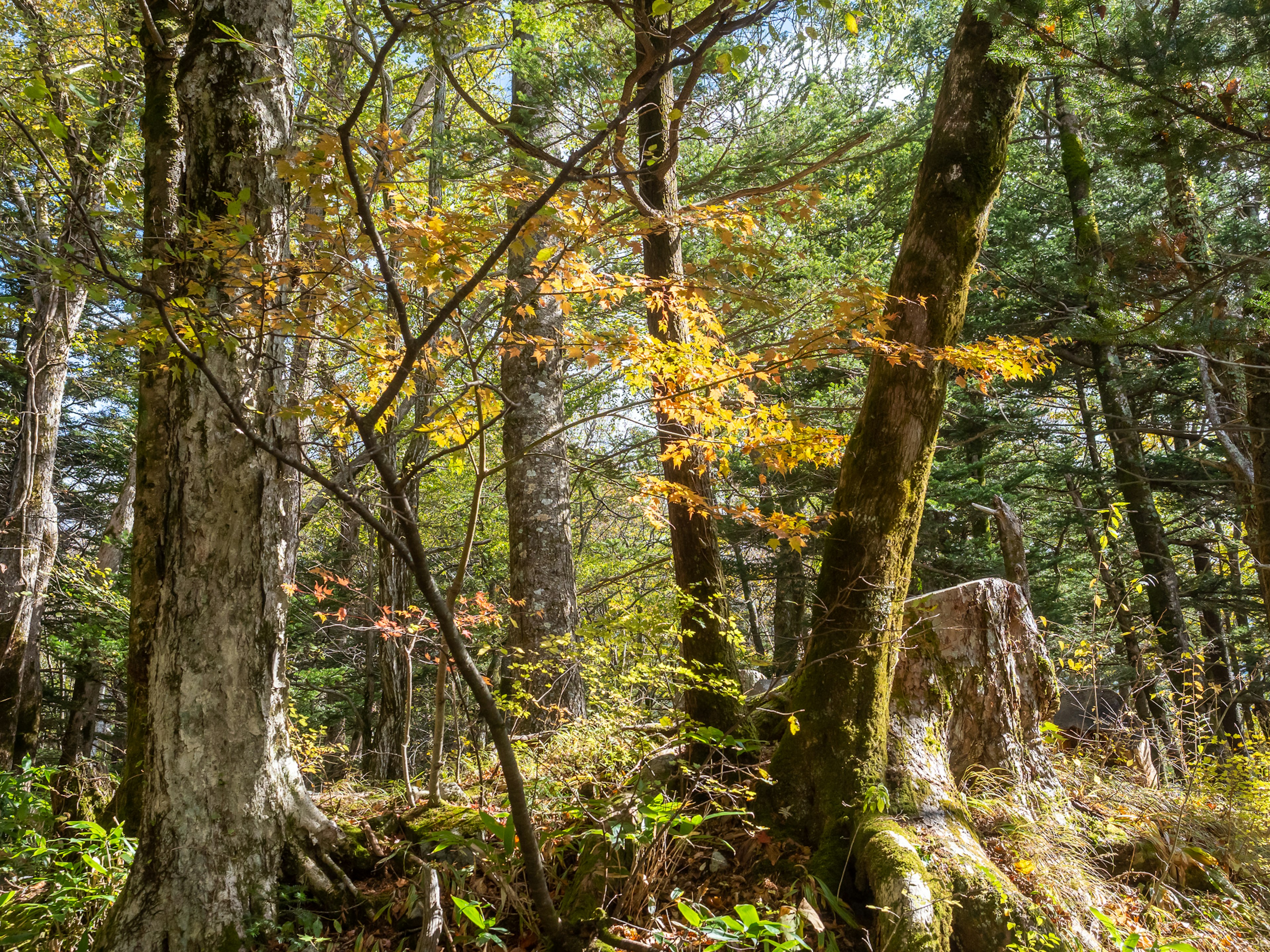 Forest landscape with colorful leaves and tall trees