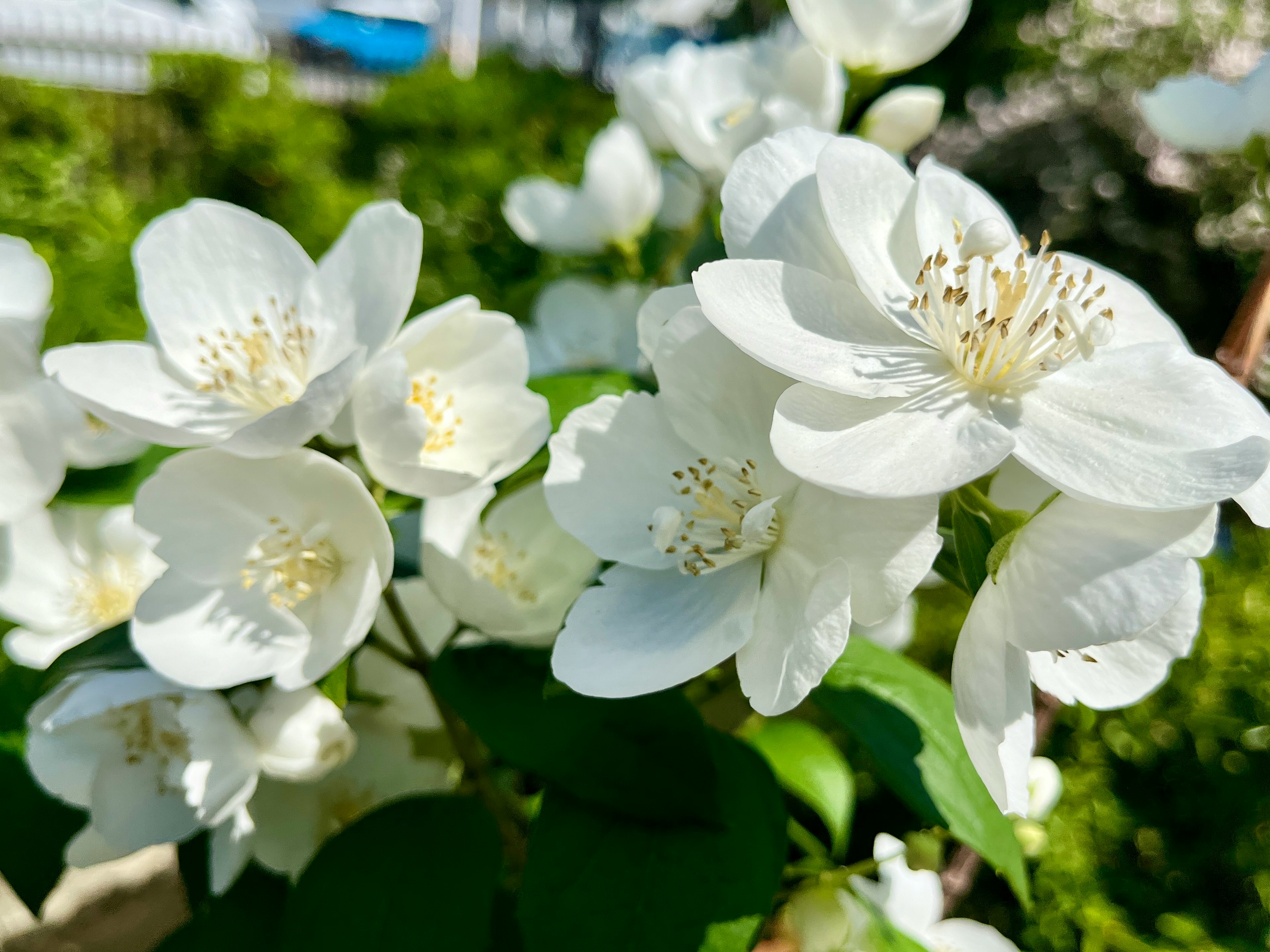 白い花が咲いている植物のクローズアップで緑の葉が見える