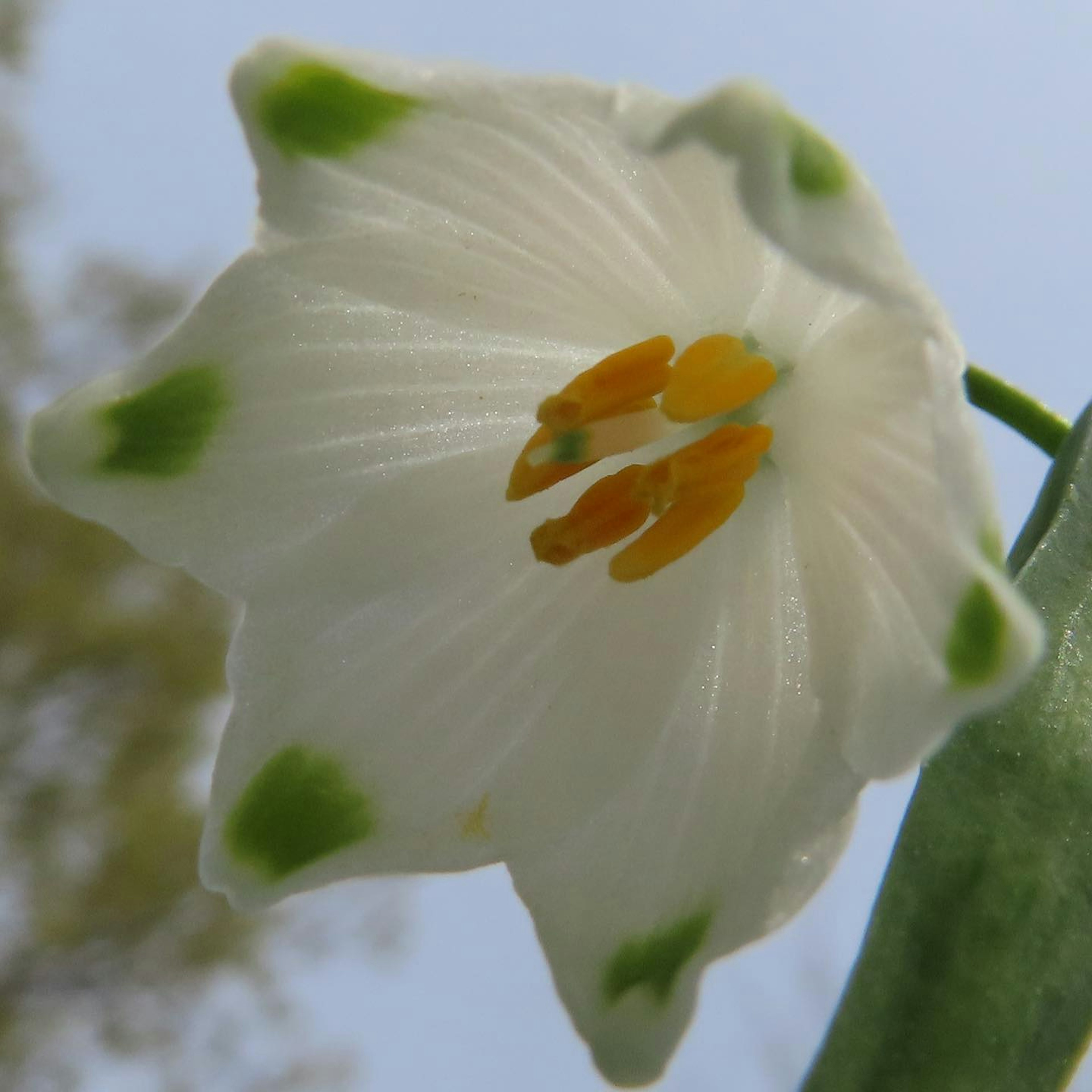 Close-up of a white flower with green spots and prominent yellow stamens