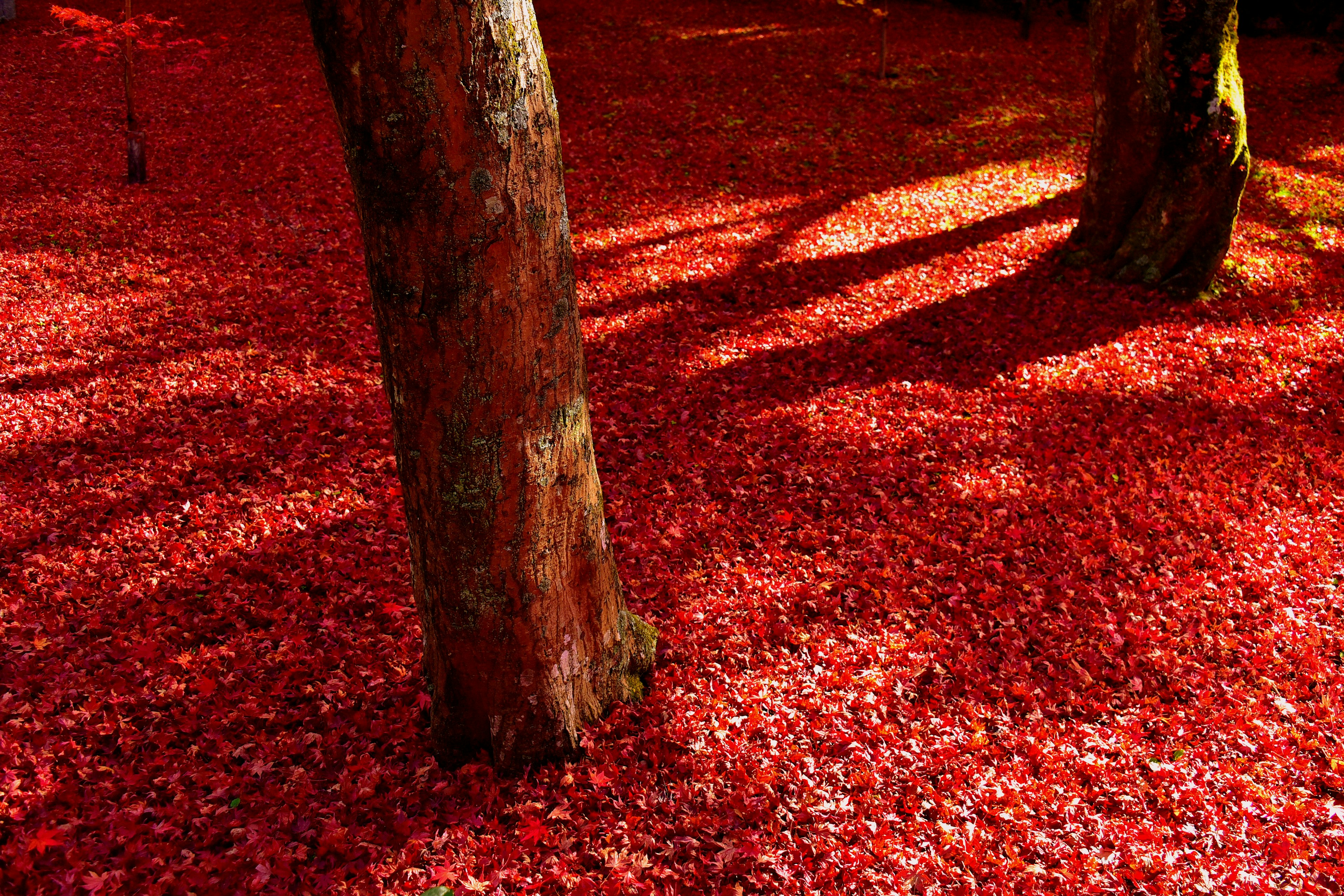 Un paisaje hermoso con hojas rojas cubriendo el suelo y sombras de árboles