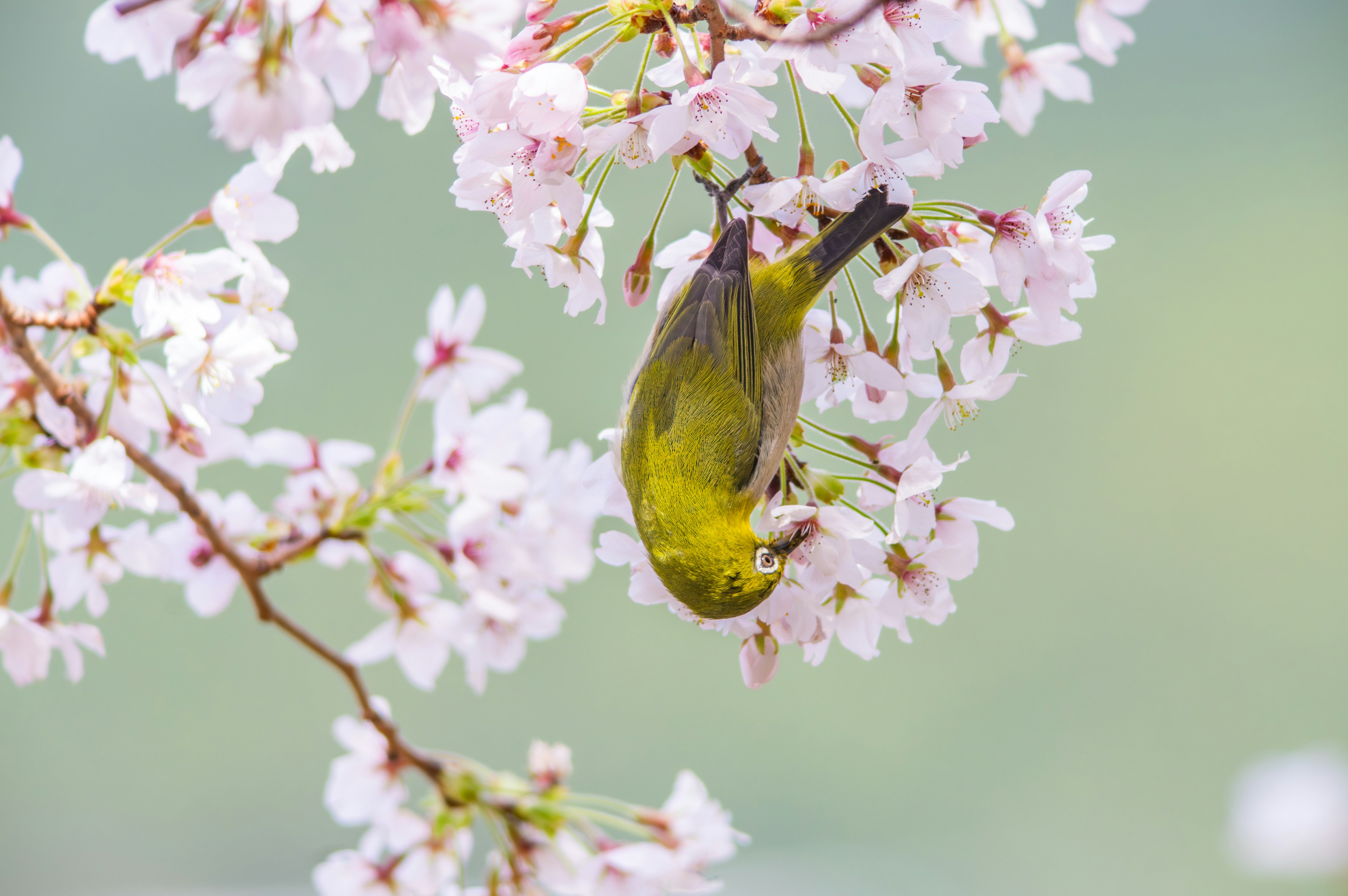 A vibrant image of a small bird hanging upside down among cherry blossoms